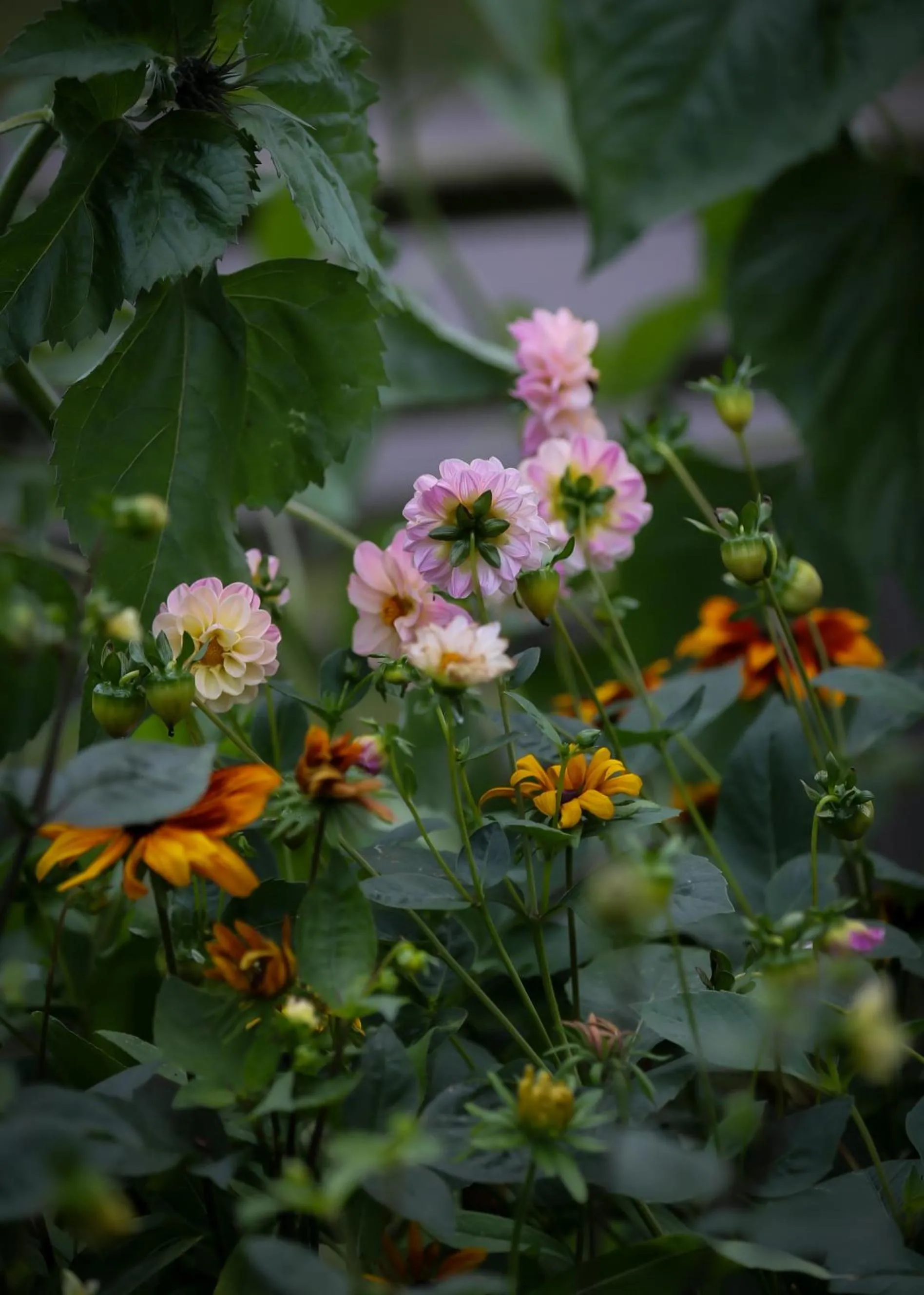 Garden in ÖlandsRo B&B