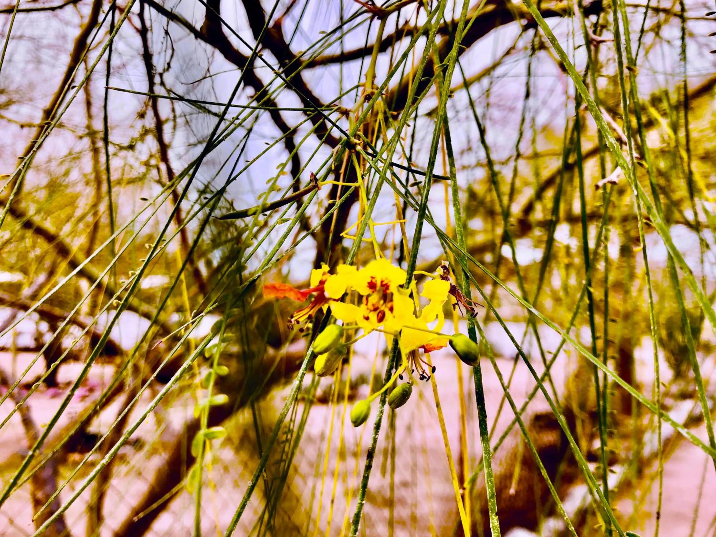 Spring in Popular Homestead! Location, Stargaze, Views!