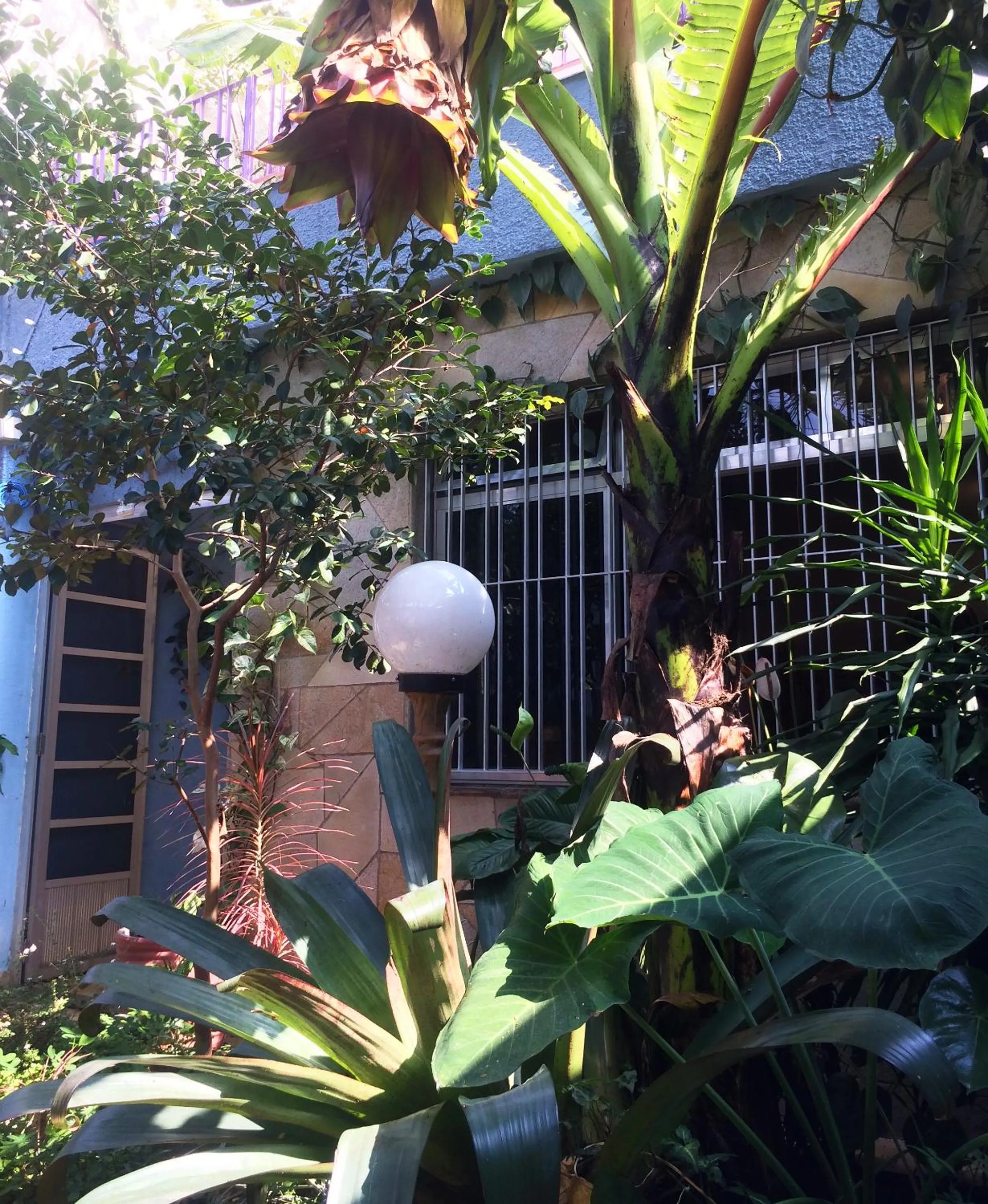 Garden in Micasa Hostel - Congonhas