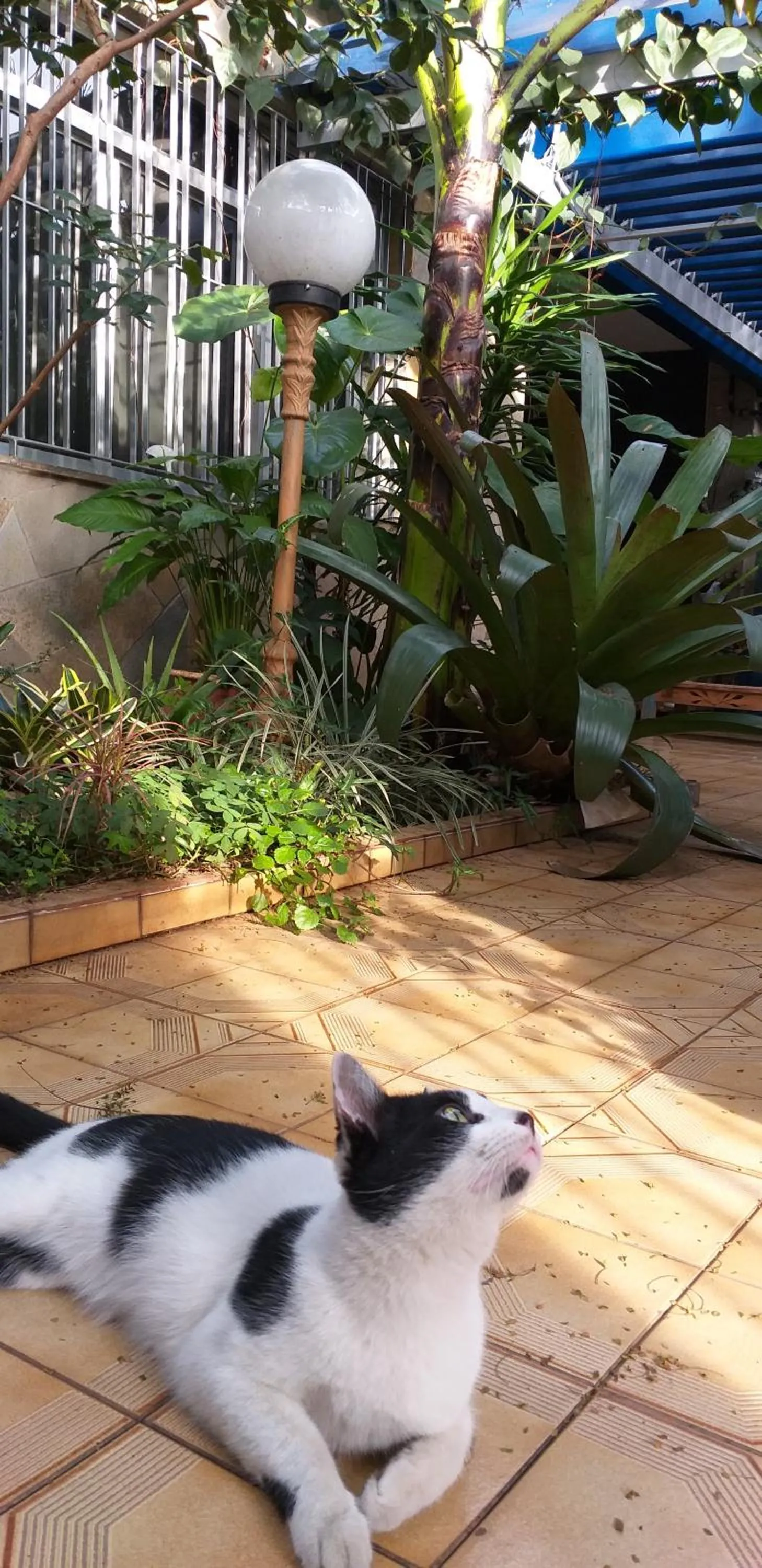Garden in Micasa Hostel - Congonhas