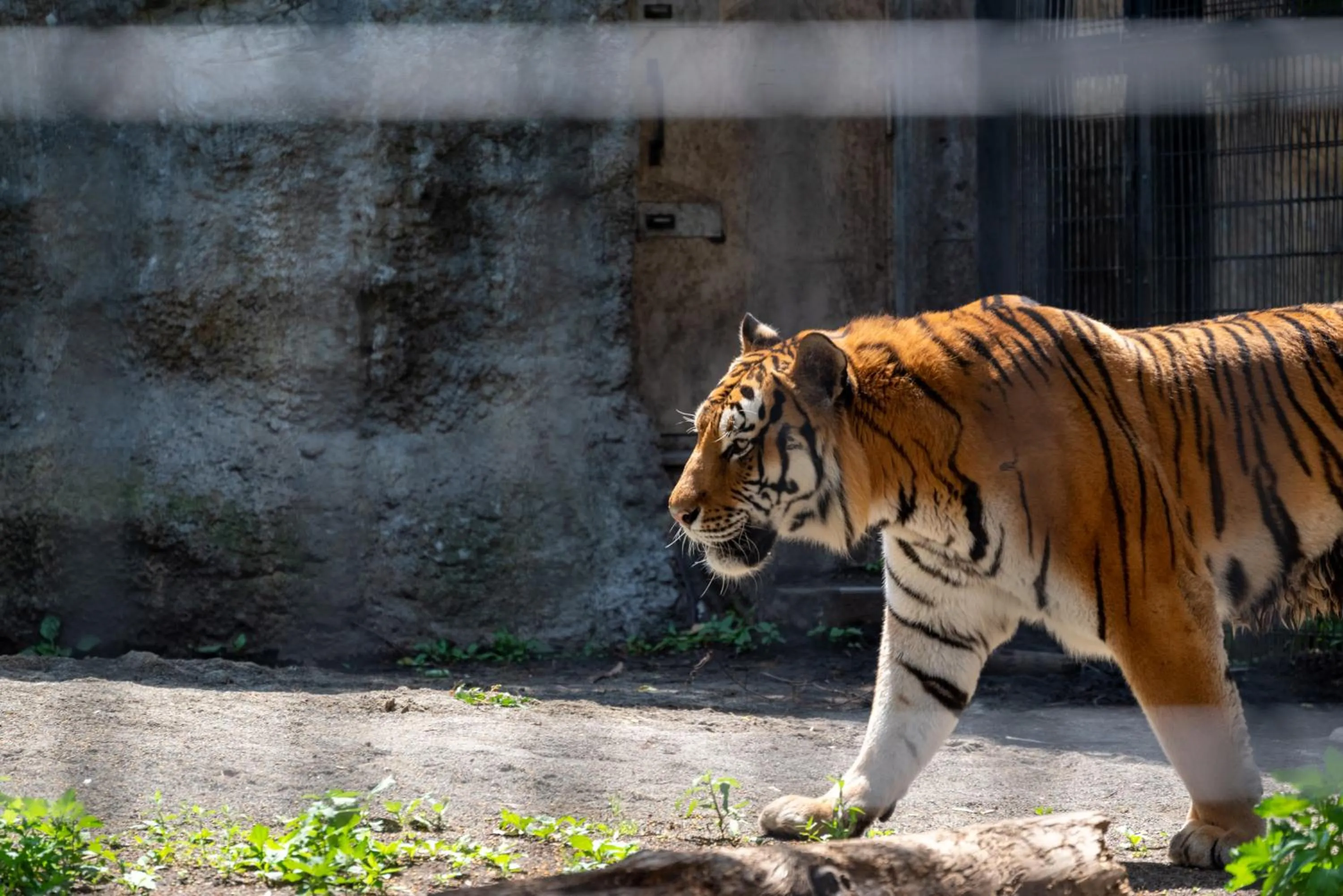 Animals in Play Ground BASE -higashikawa-