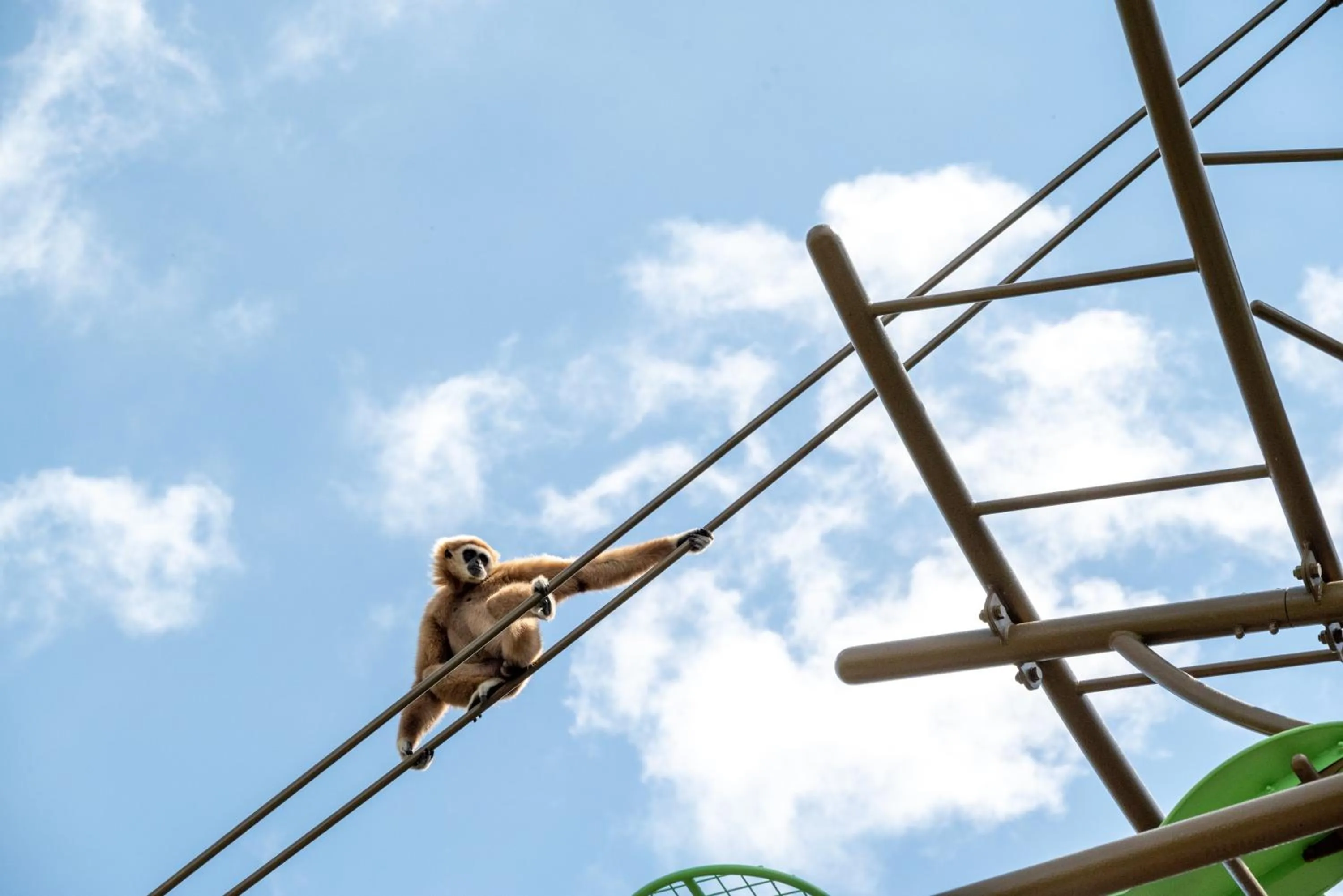 Animals in Play Ground BASE -higashikawa-