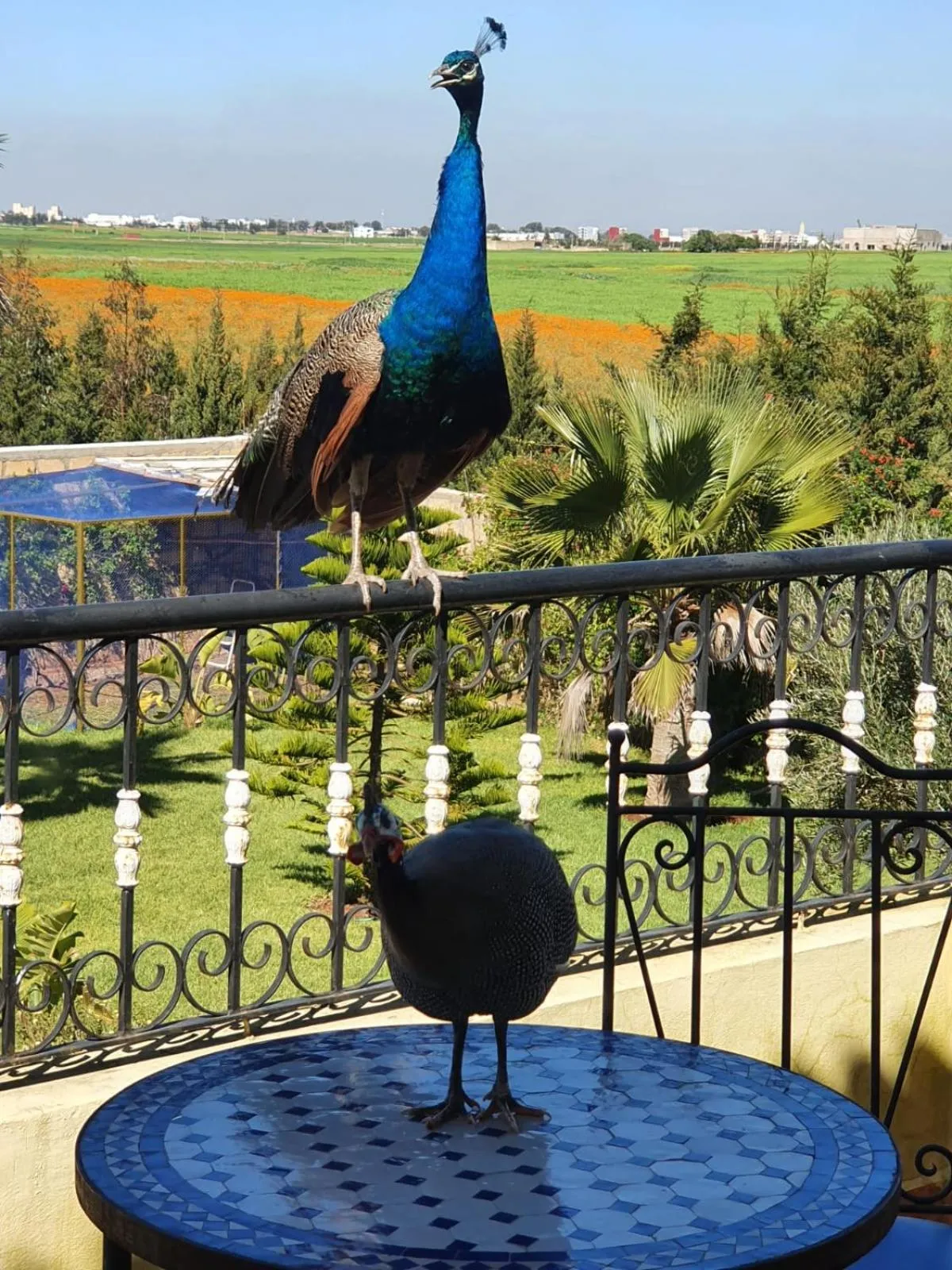 Balcony/Terrace in Riad TANJIL