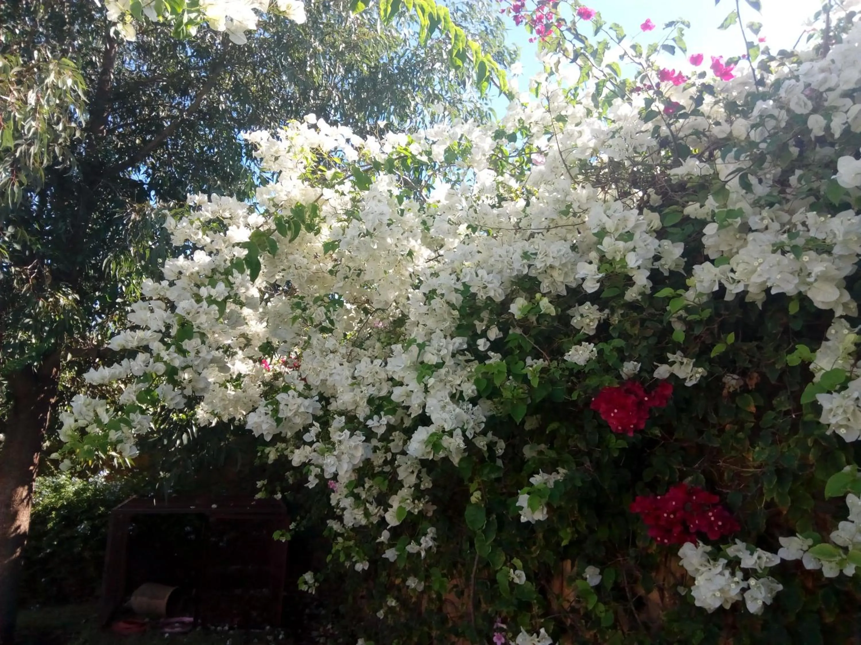 Garden in Riad TANJIL