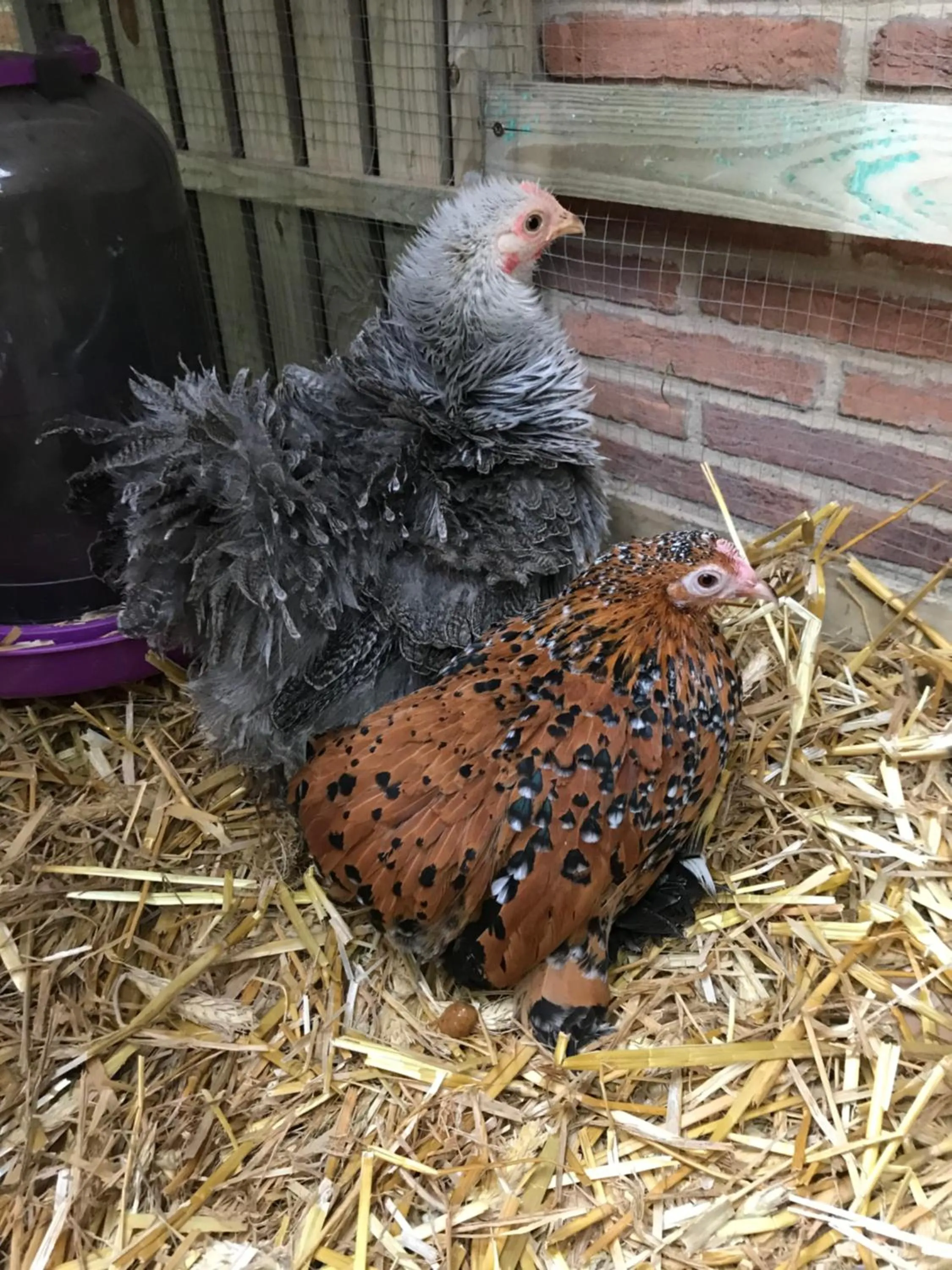 Garden in Manoir des Lions de Tourgéville