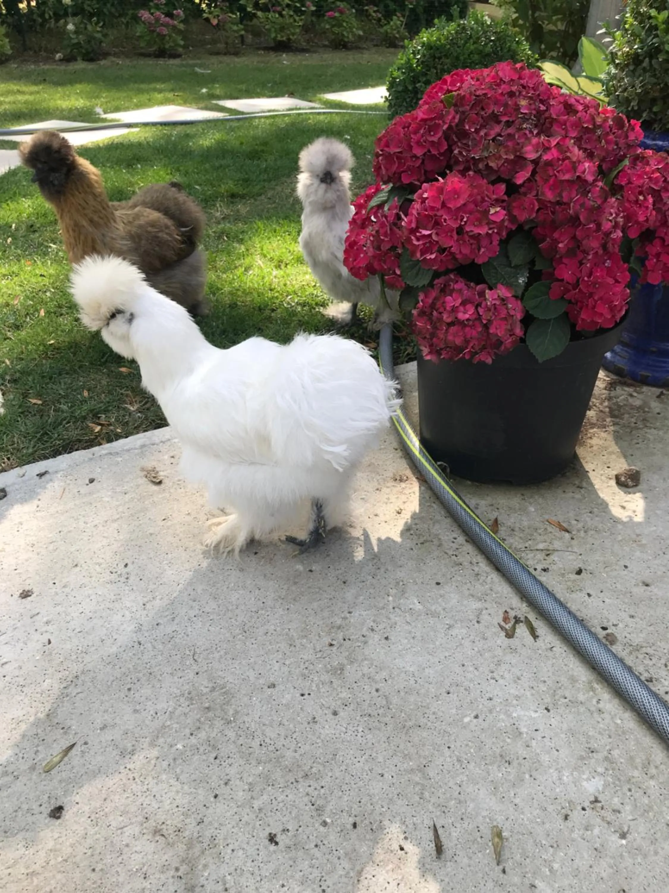 Garden in Manoir des Lions de Tourgéville