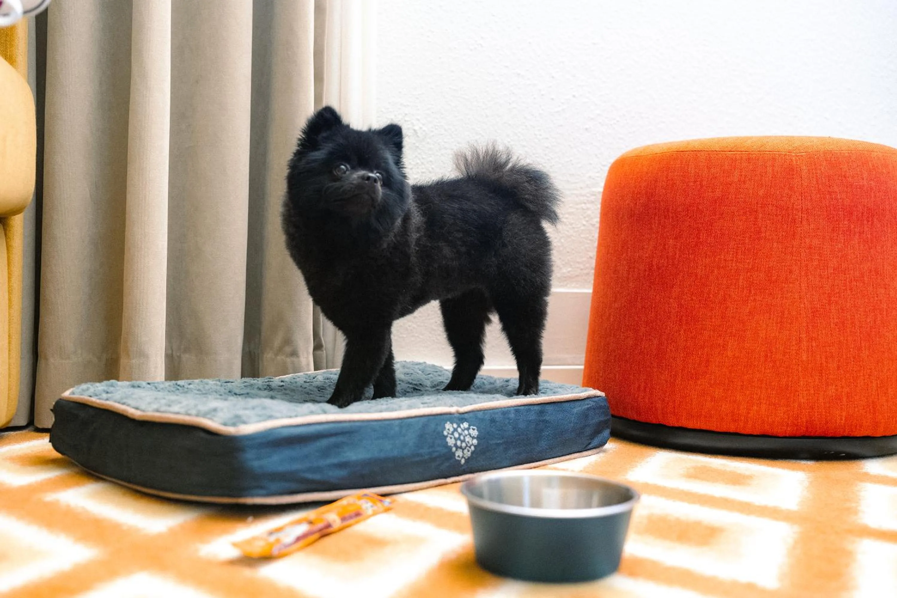 pet friendly in Big Sky Hotel & Spa