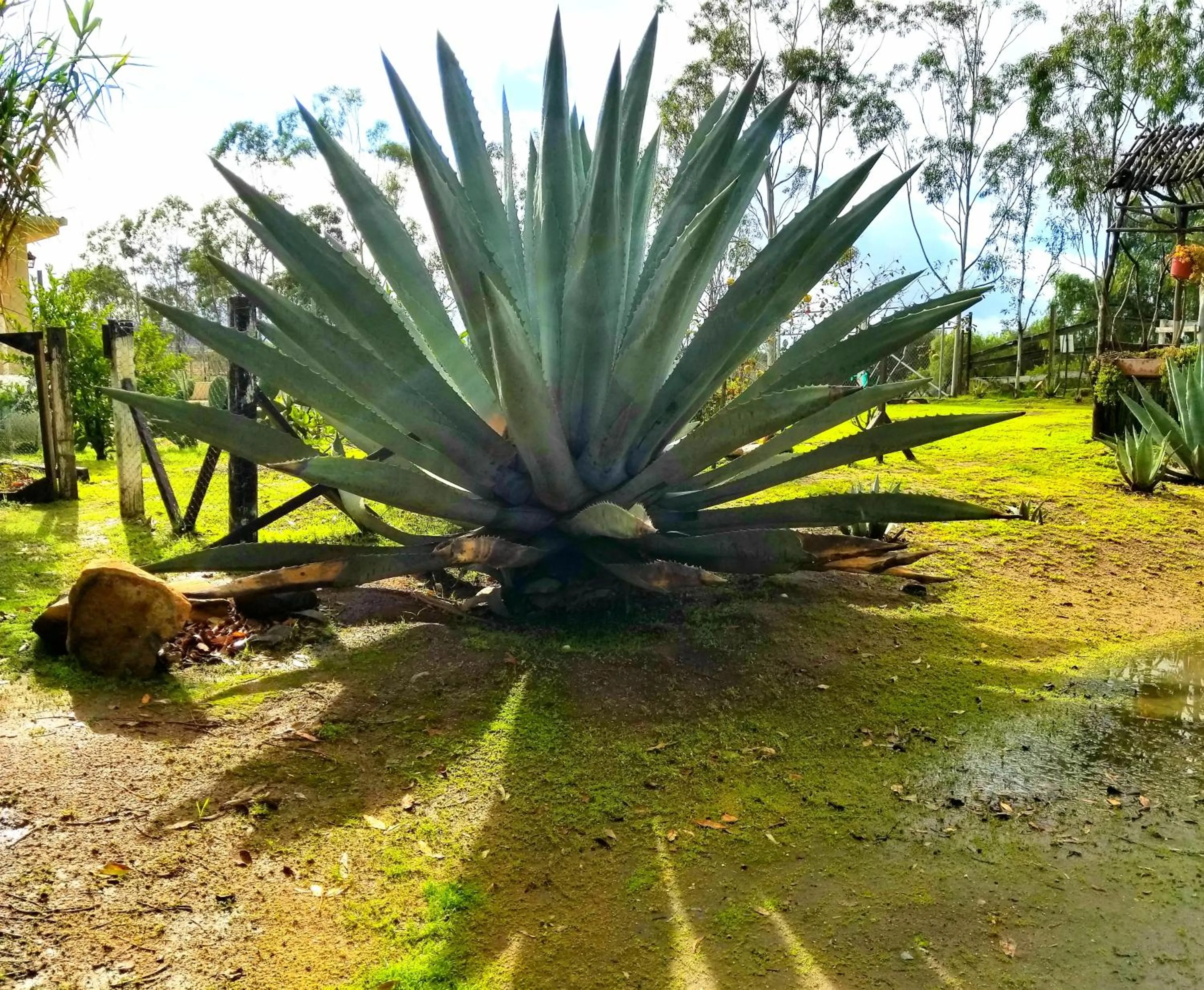 Garden view in Terra Monarca
