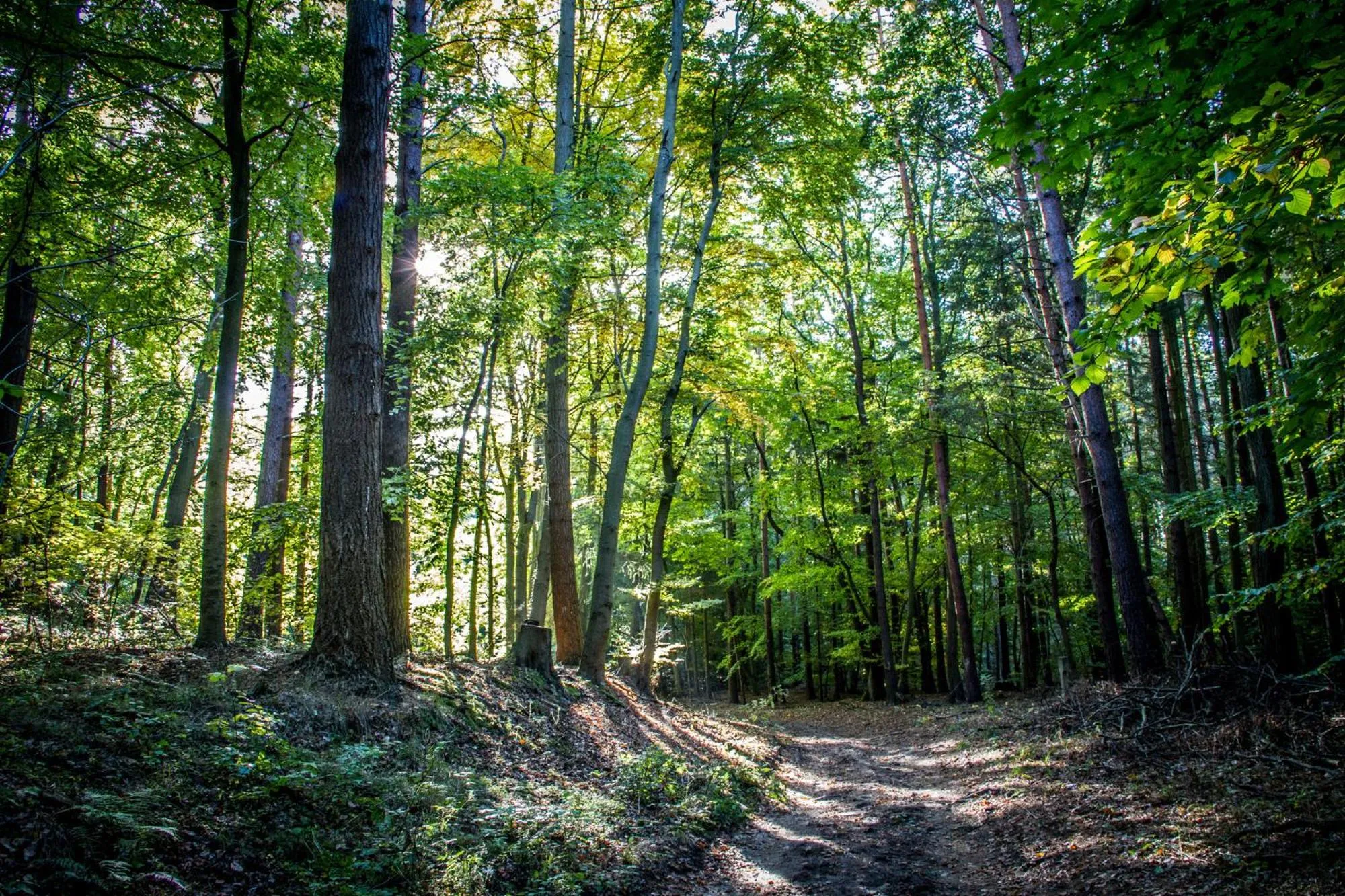 Hiking in Hotel am Gothensee