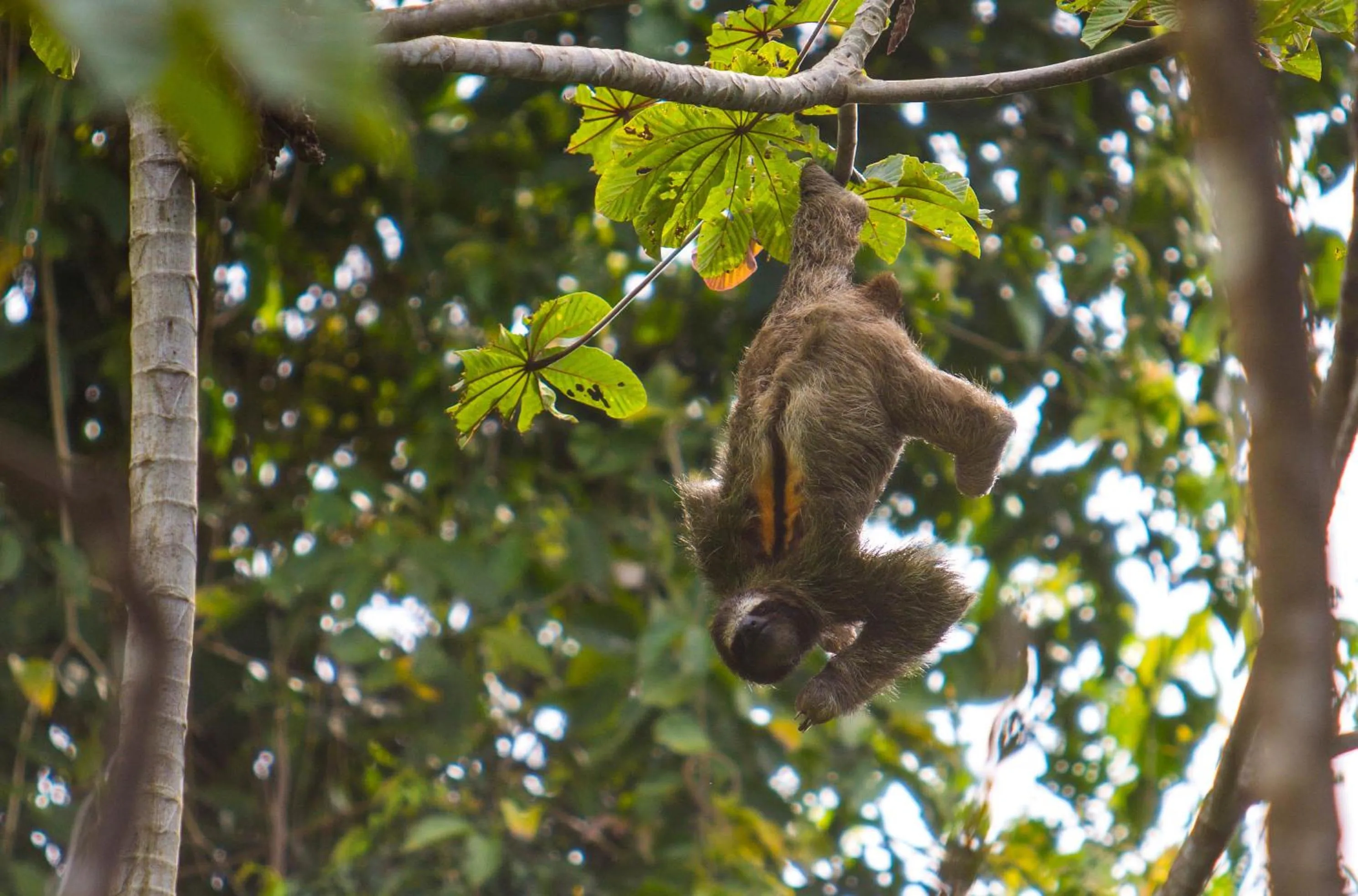 Animals in Red Frog Beach Island Resort