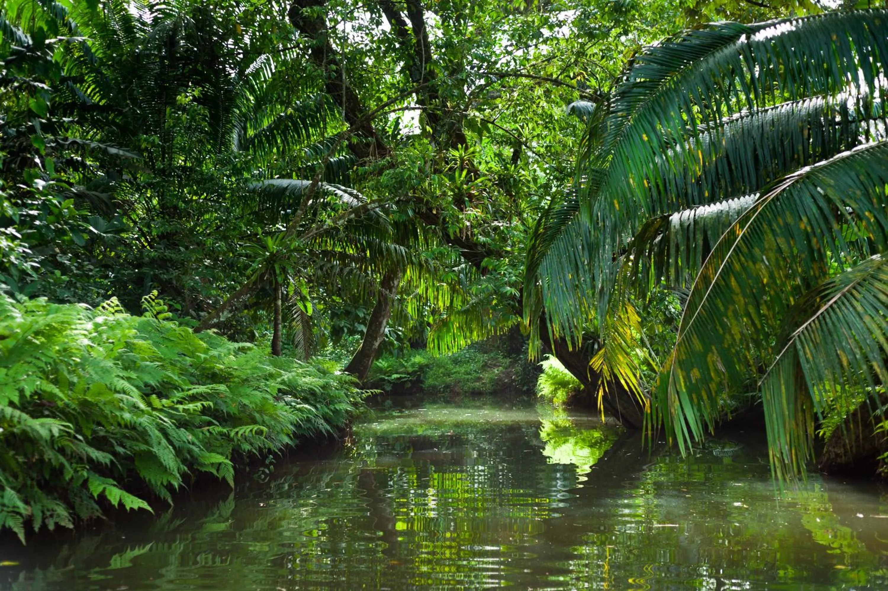 Garden in Red Frog Beach Island Resort