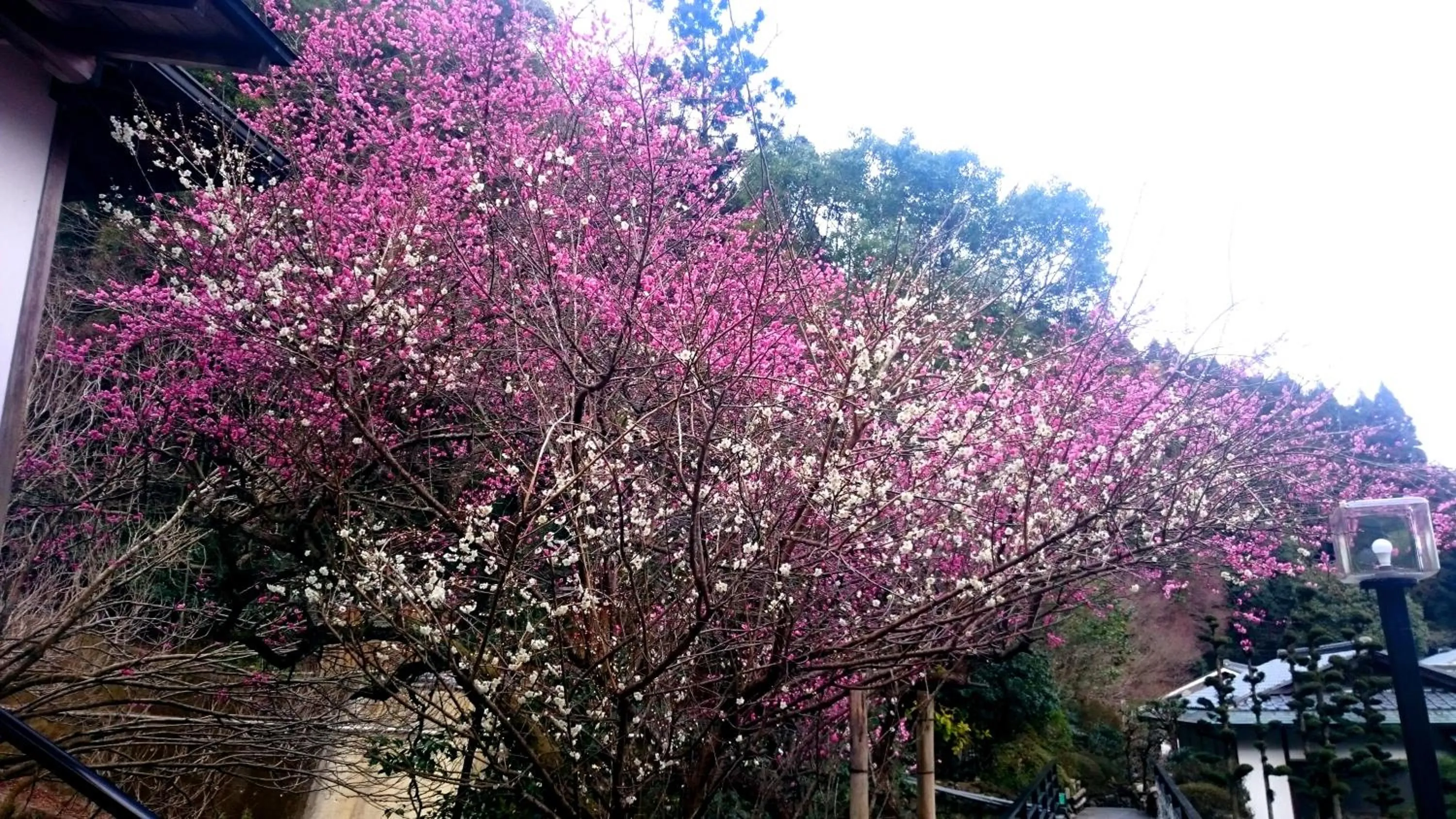 Spring in Beppu Showaen