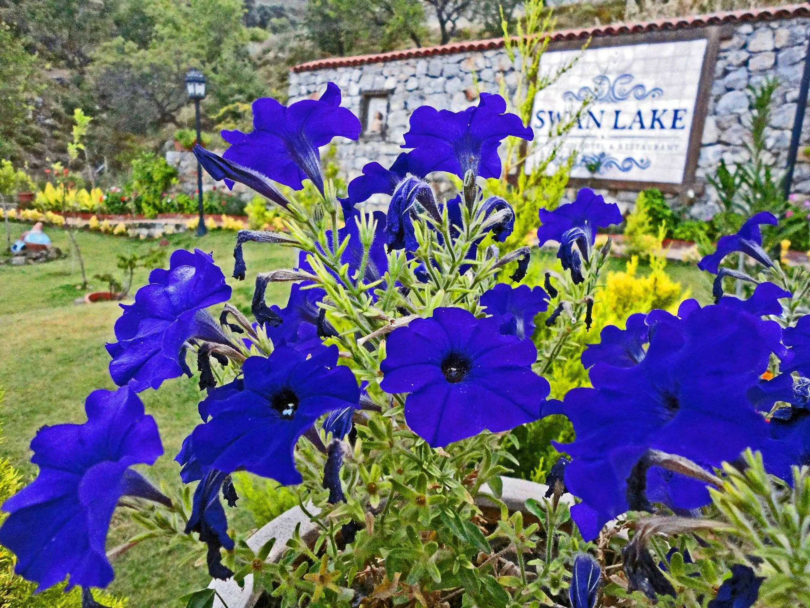 Property logo or sign in Swan Lake Hotel - Adult Only