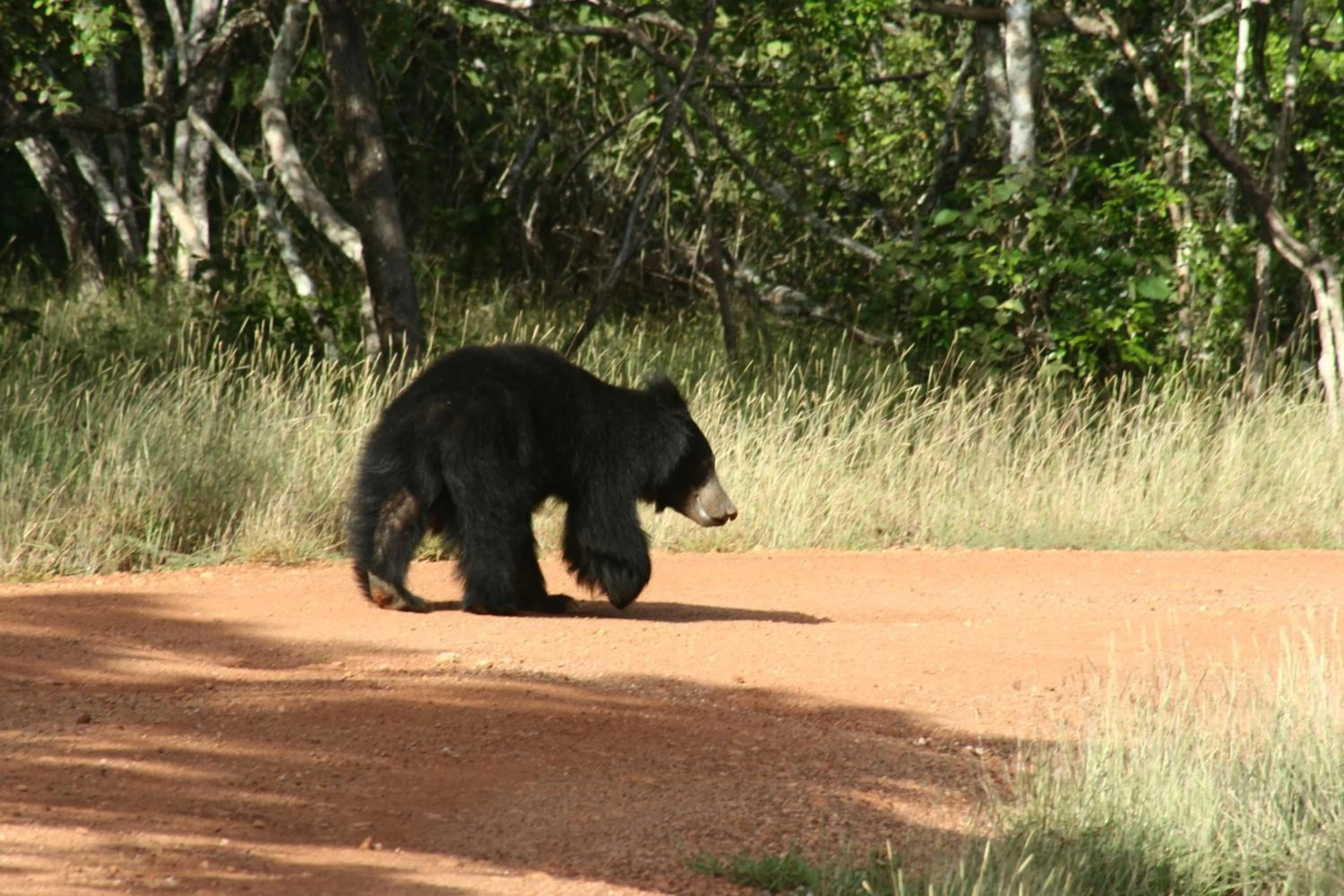 Area and facilities in Big Game - Wilpattu by Eco Team