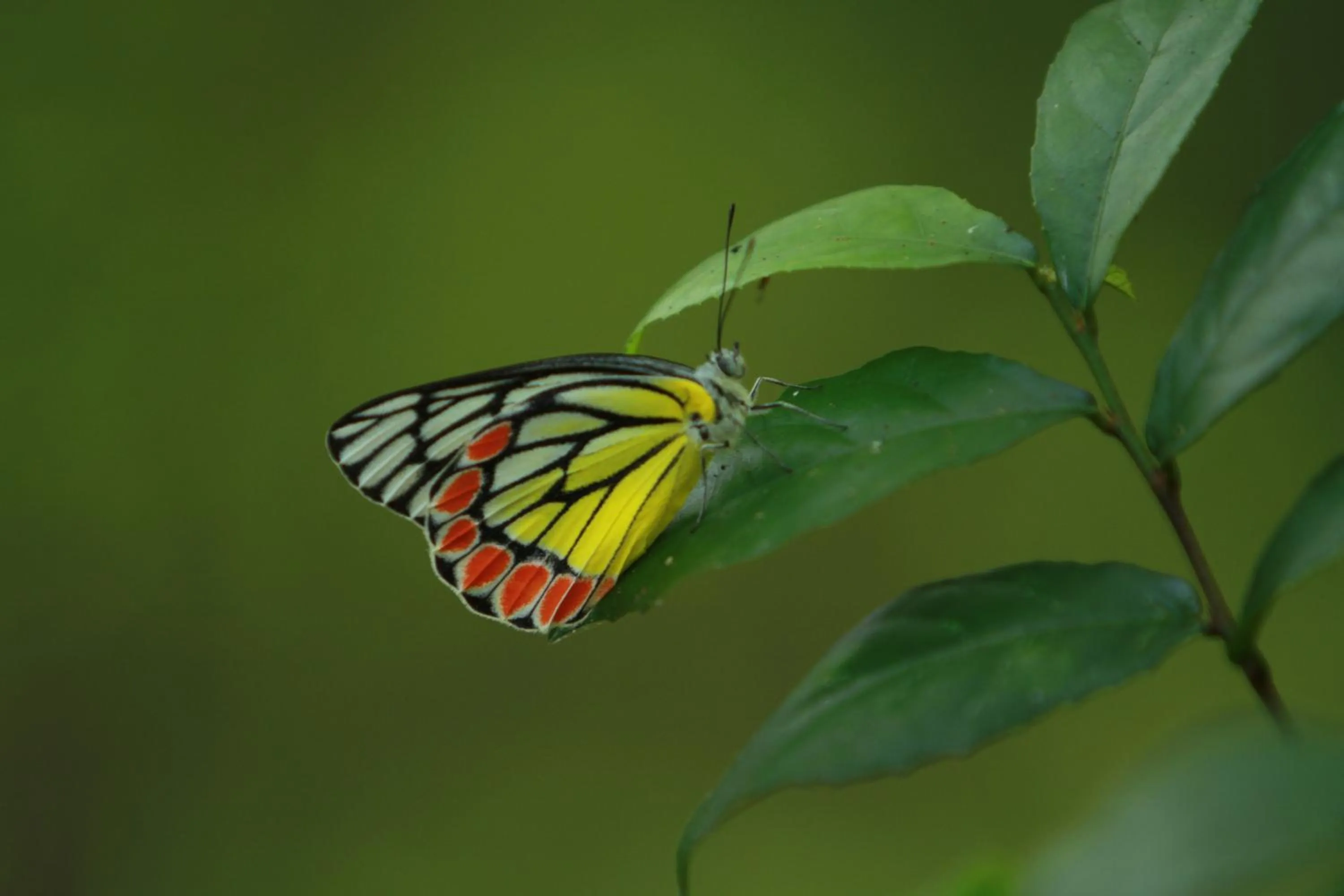 Garden in Big Game - Wilpattu by Eco Team