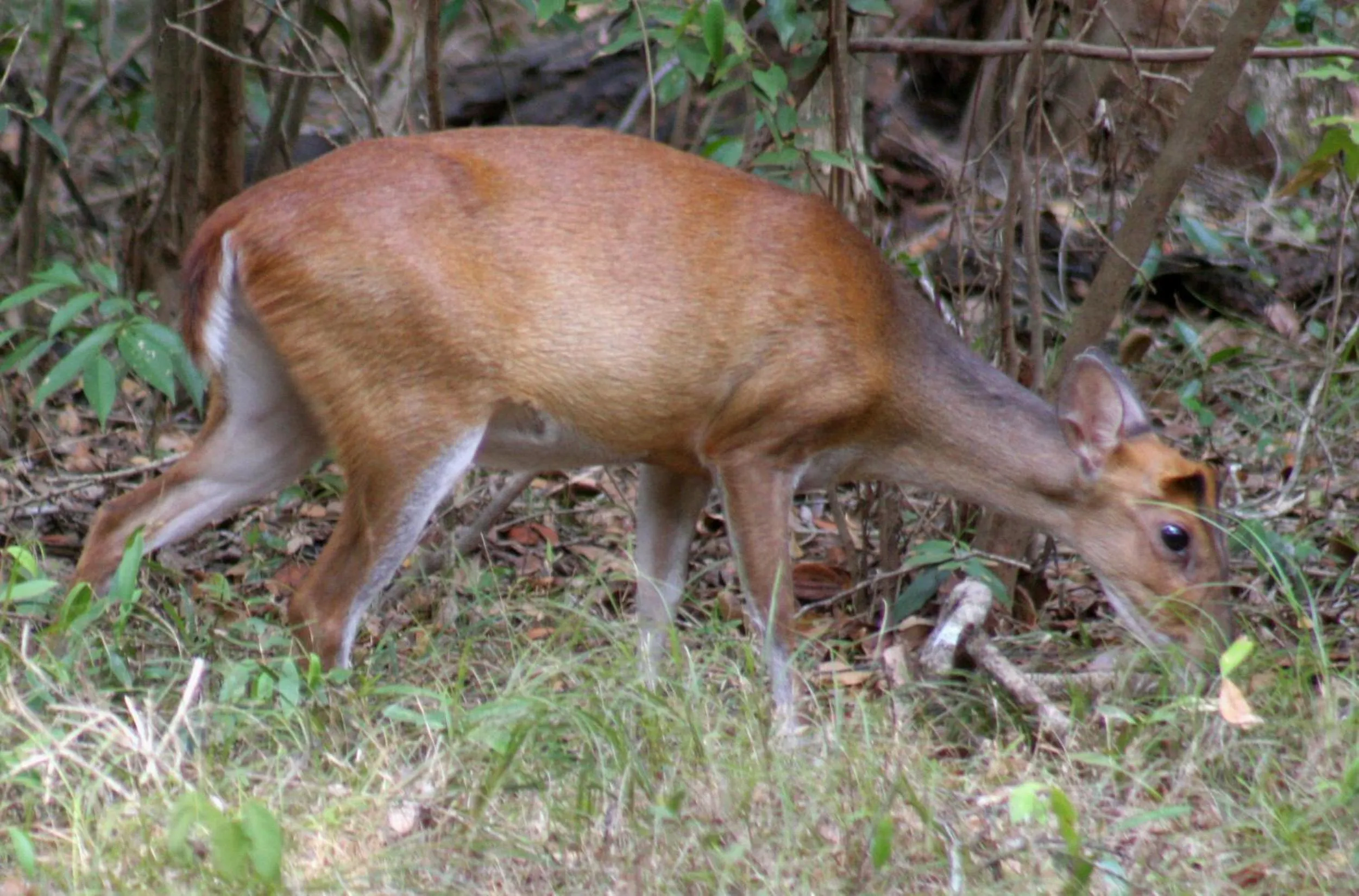 Area and facilities in Big Game - Wilpattu by Eco Team