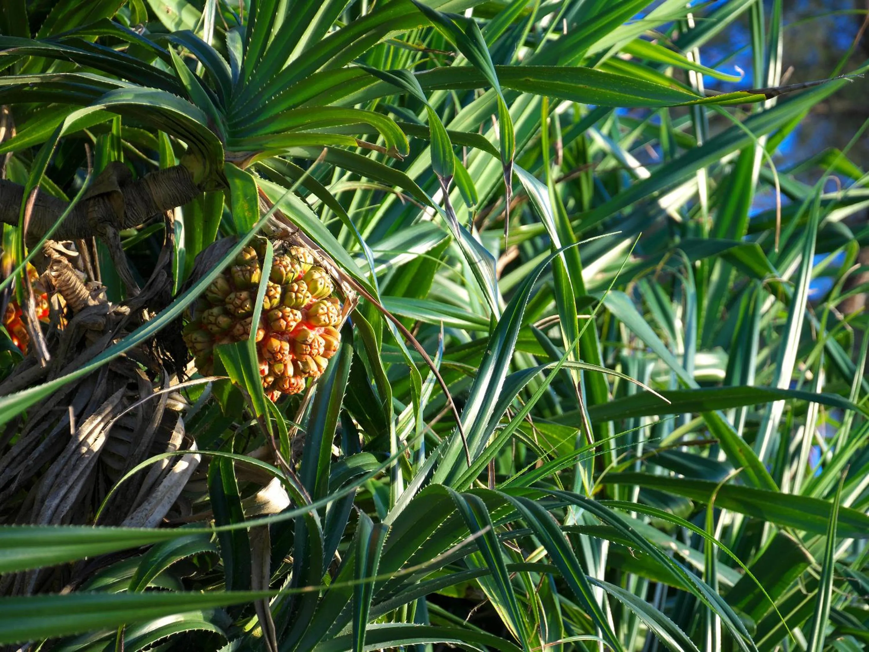 Natural landscape in Dolcevita