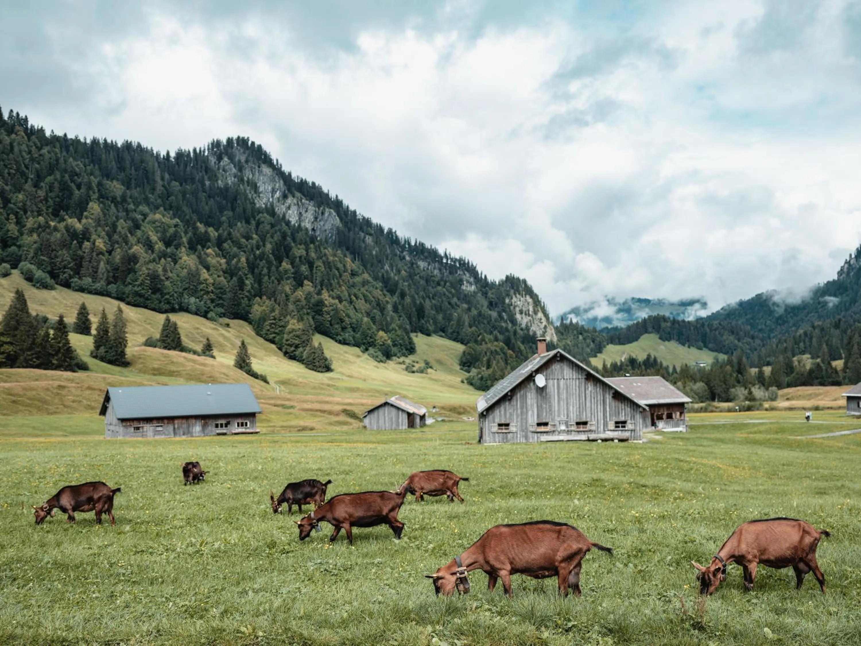 Natural landscape in Schedlers Löwenhotel-GARNI