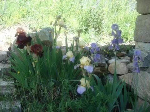Garden in Château Serigues