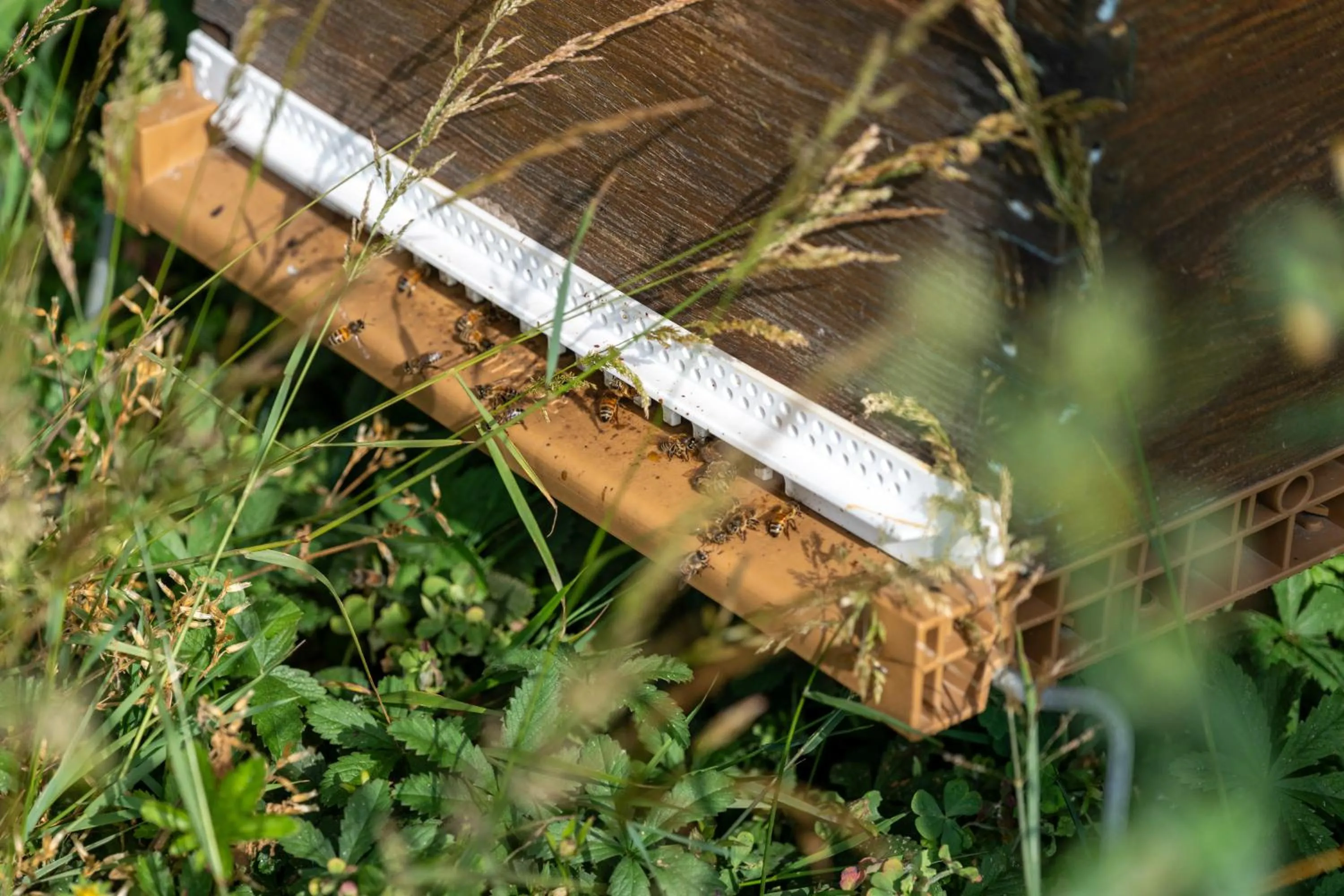 Natural landscape in Novotel Grenoble Nord Voreppe