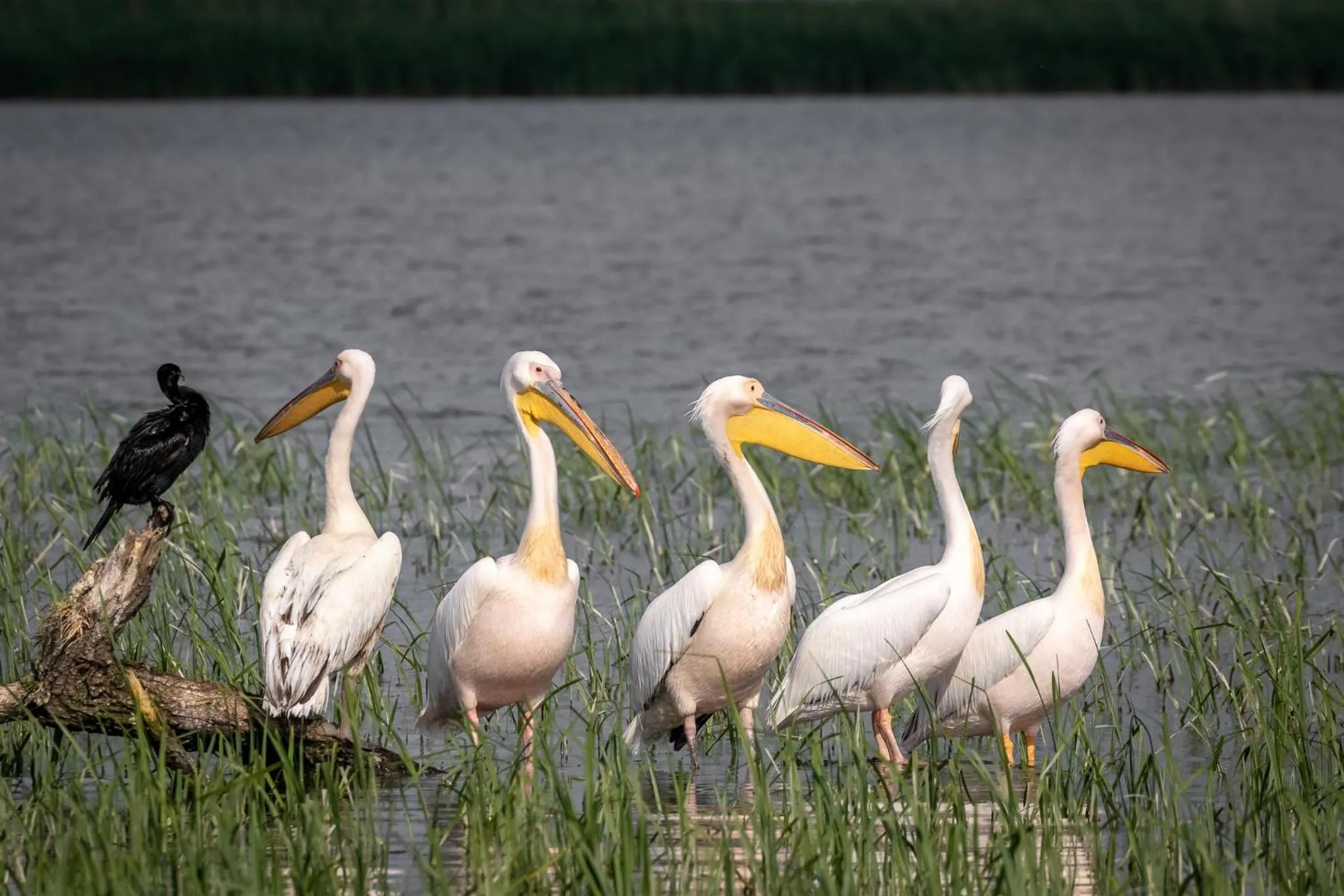 Natural landscape in Green Village Resort