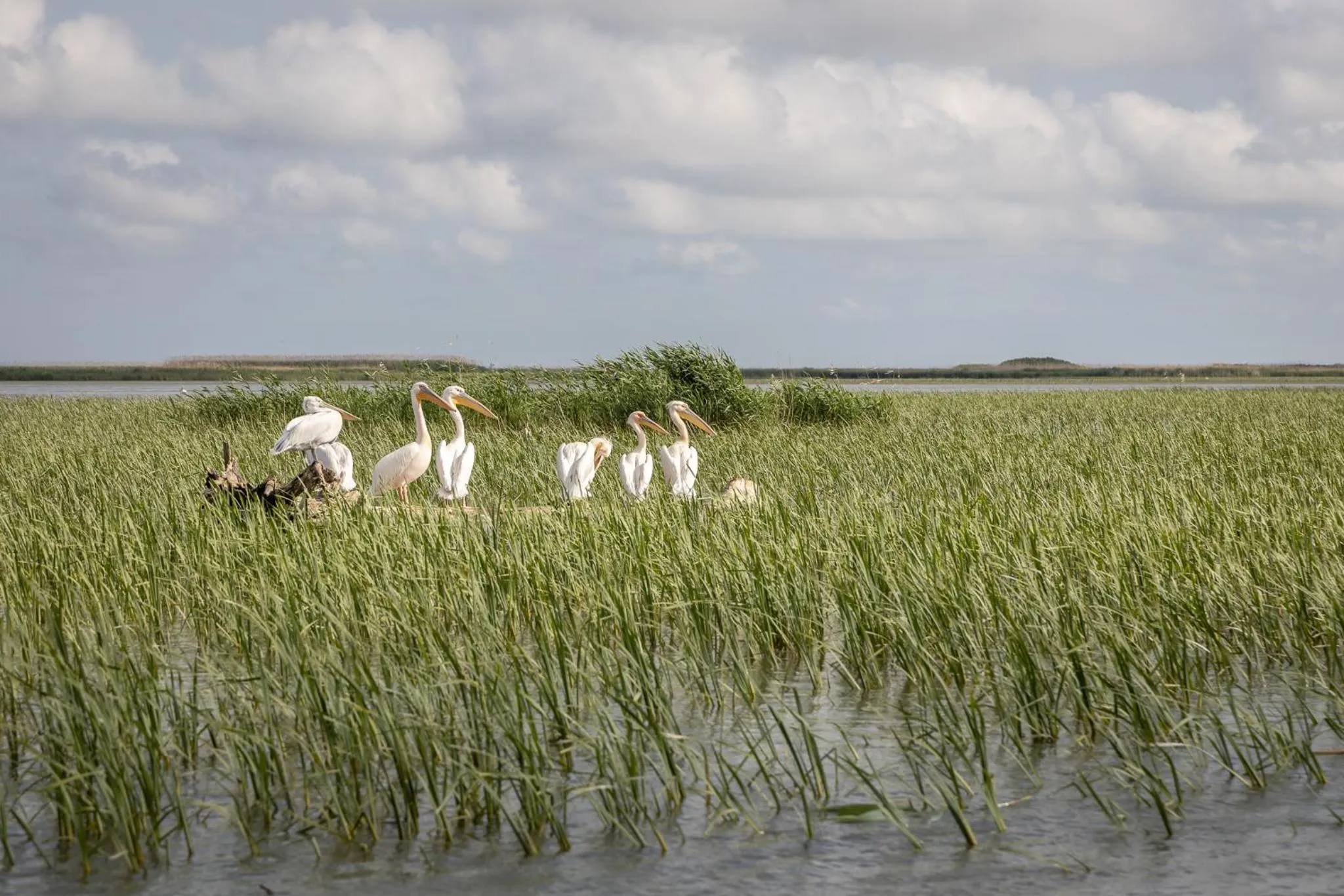 Natural landscape in Green Village Resort