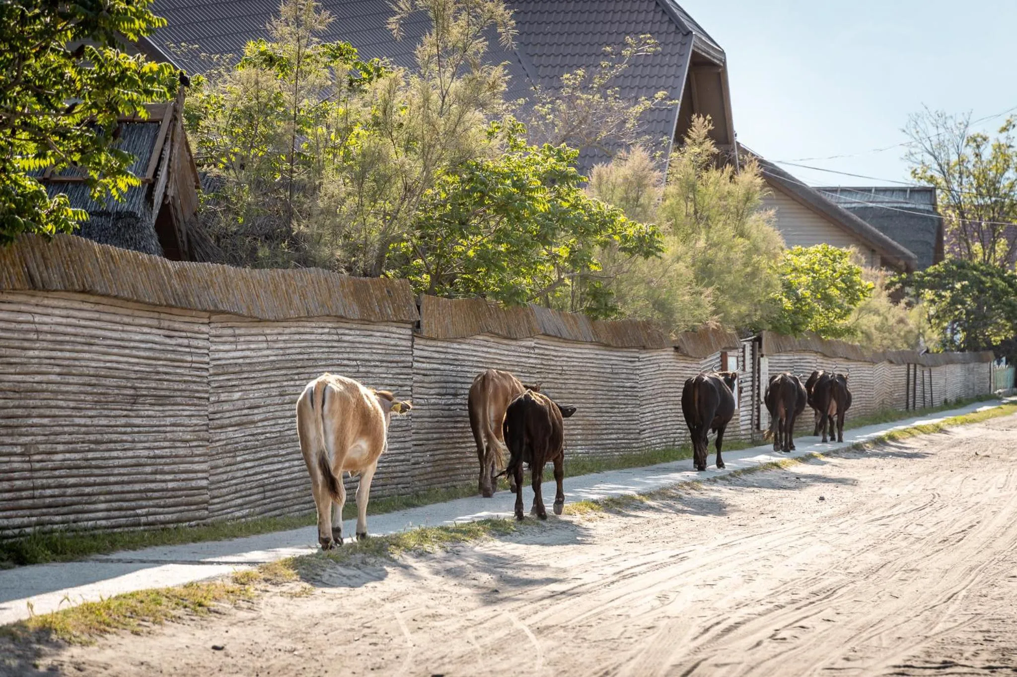 Day in Green Village Resort