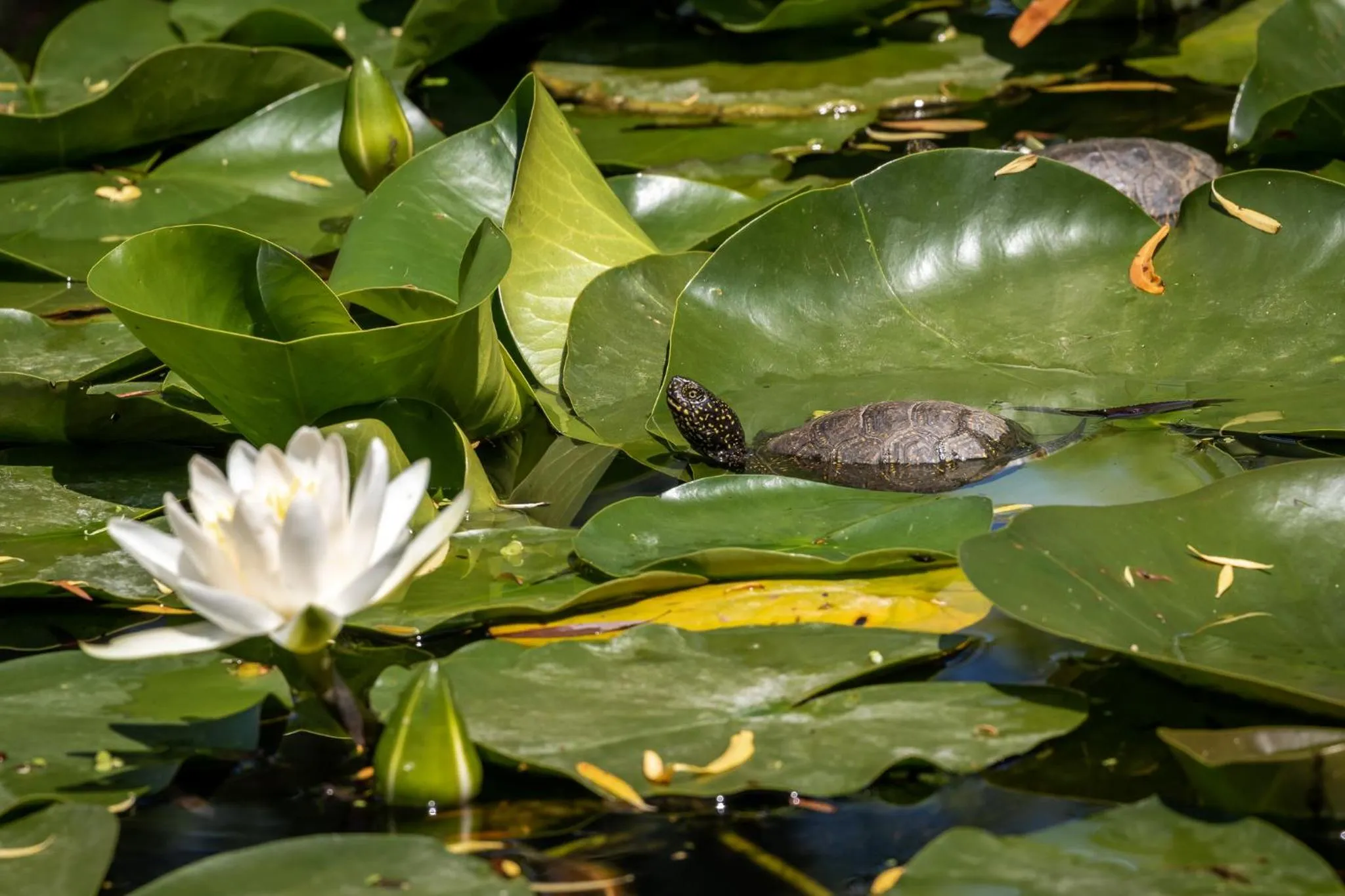 Natural landscape in Green Village Resort