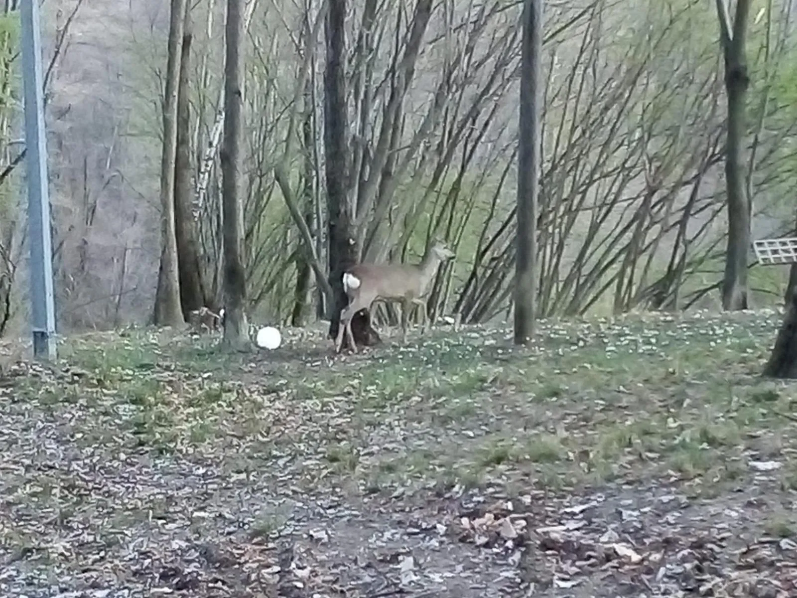 Appartamento La Casa nel Bosco