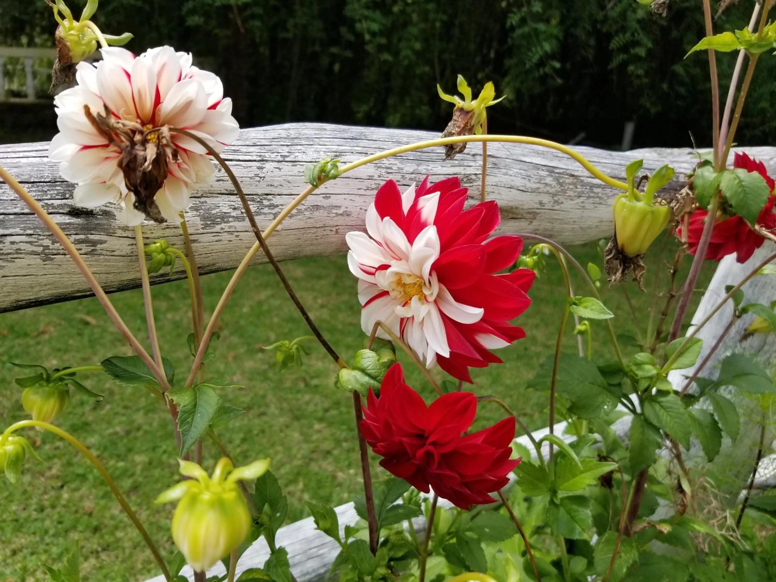 Garden in Hacienda San Isidro Trails & Experiences