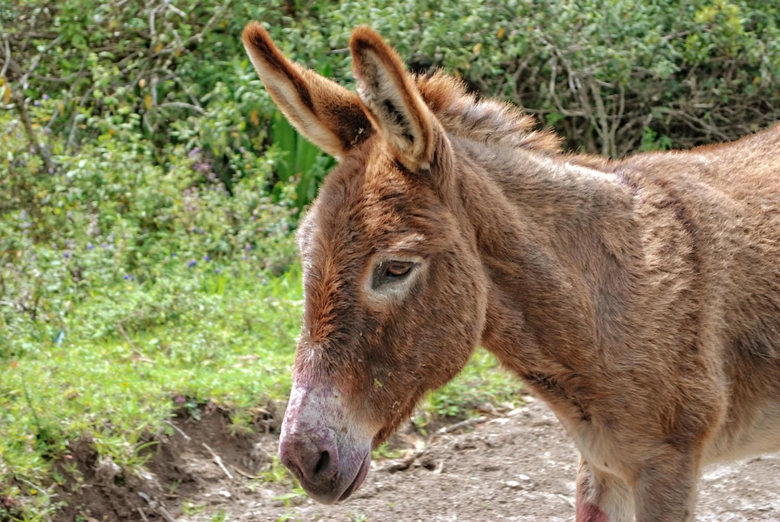 Animals in Hacienda San Isidro Trails & Experiences