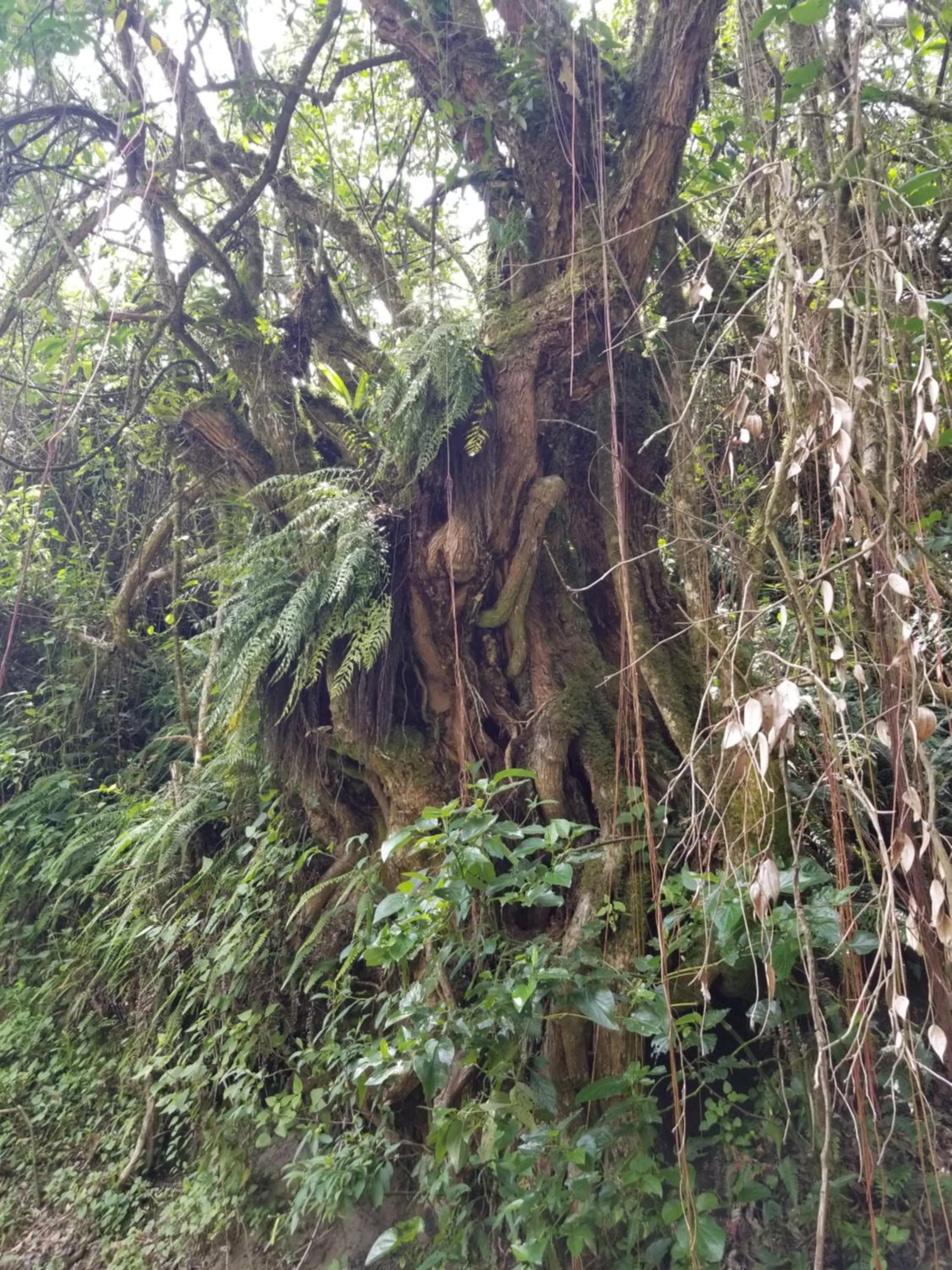 Natural landscape in Hacienda San Isidro Trails & Experiences