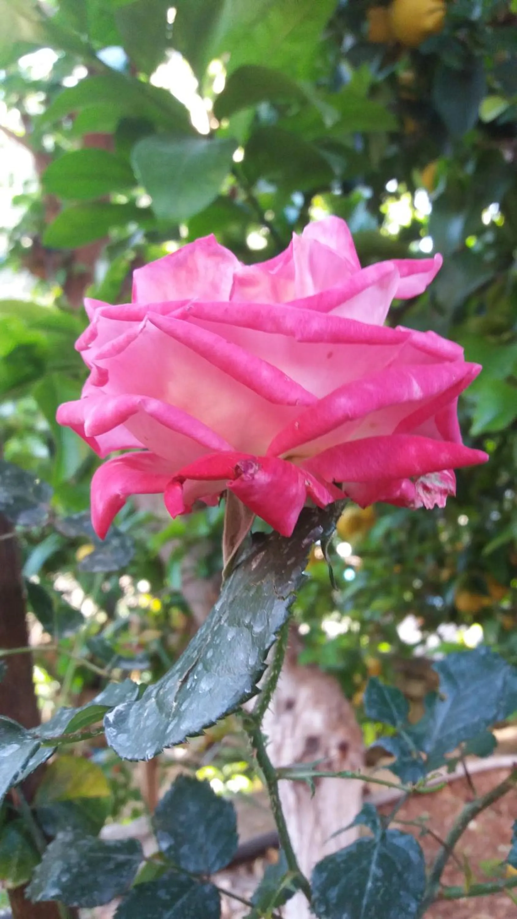 Spring in Likya Pansiyon