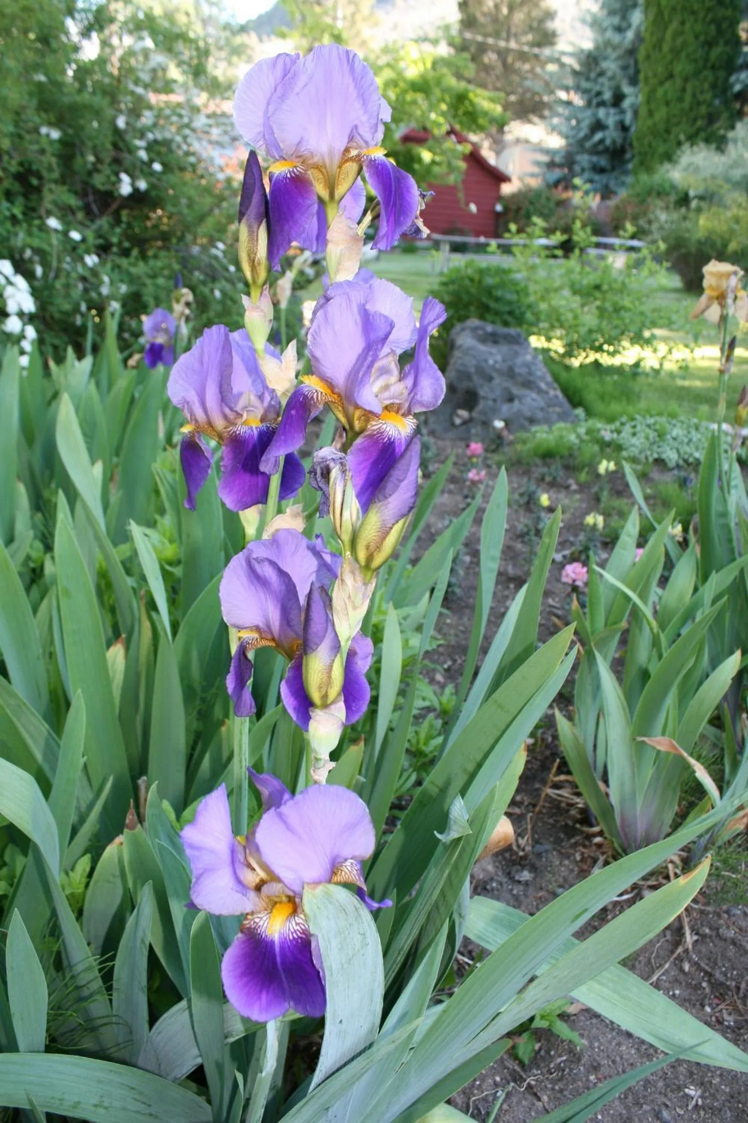 Garden in Lake View Lodge