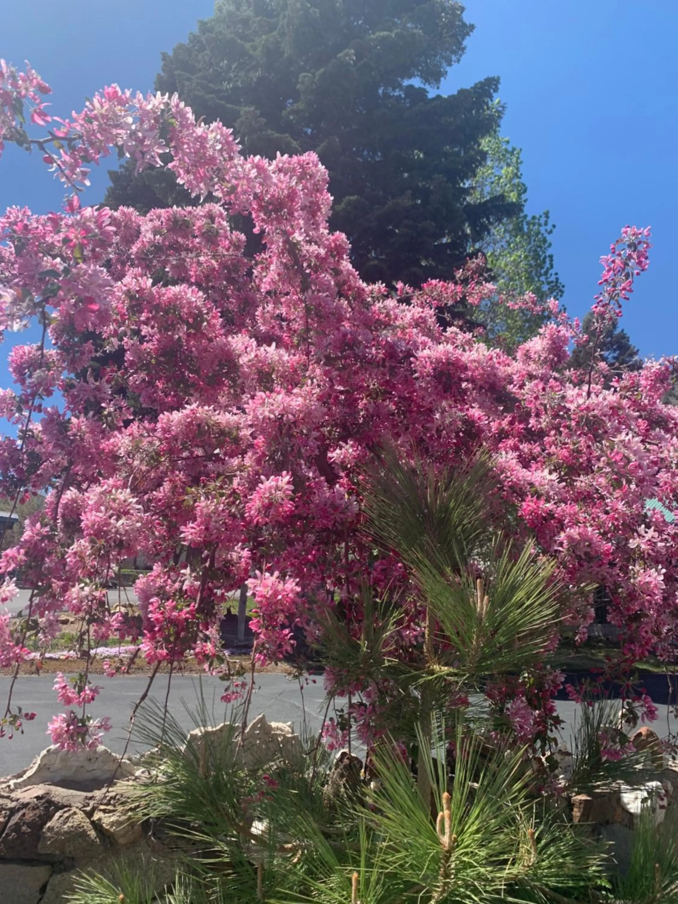 Spring in Lake View Lodge