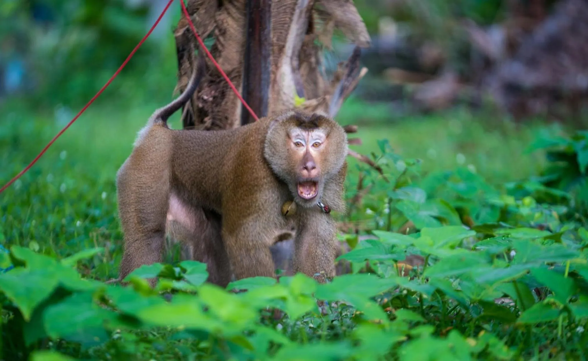Garden in Leeloo Paradise