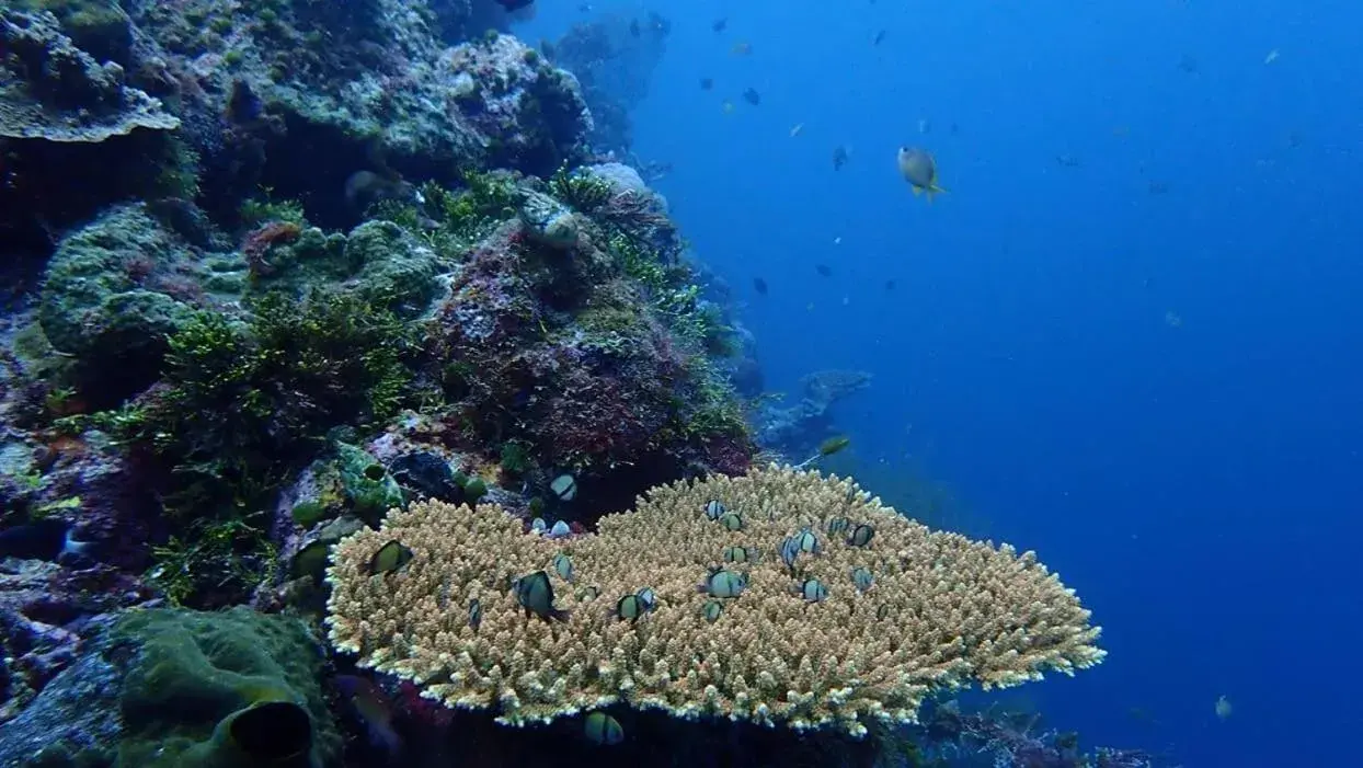 Wakatobi Patuno Diving and Beach Resort by SAHID Wakatobi Patuno Diving and Beach Resort by SAHID