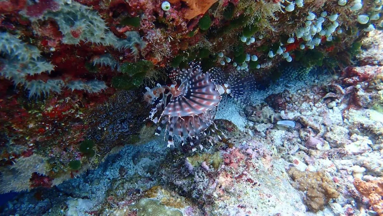 Wakatobi Patuno Diving and Beach Resort by SAHID