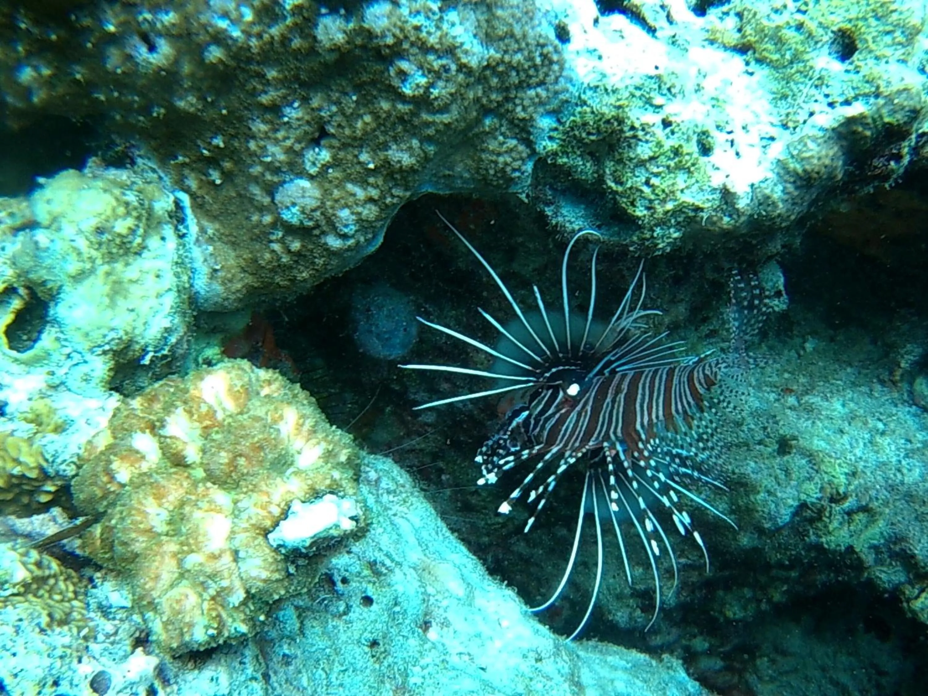 Wakatobi Patuno Diving and Beach Resort by SAHID