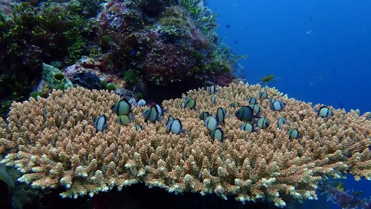 Wakatobi Patuno Diving and Beach Resort by SAHID Wakatobi Patuno Diving and Beach Resort by SAHID