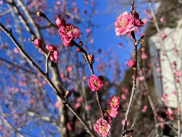 Shuzenji Onsen Katsuragawa