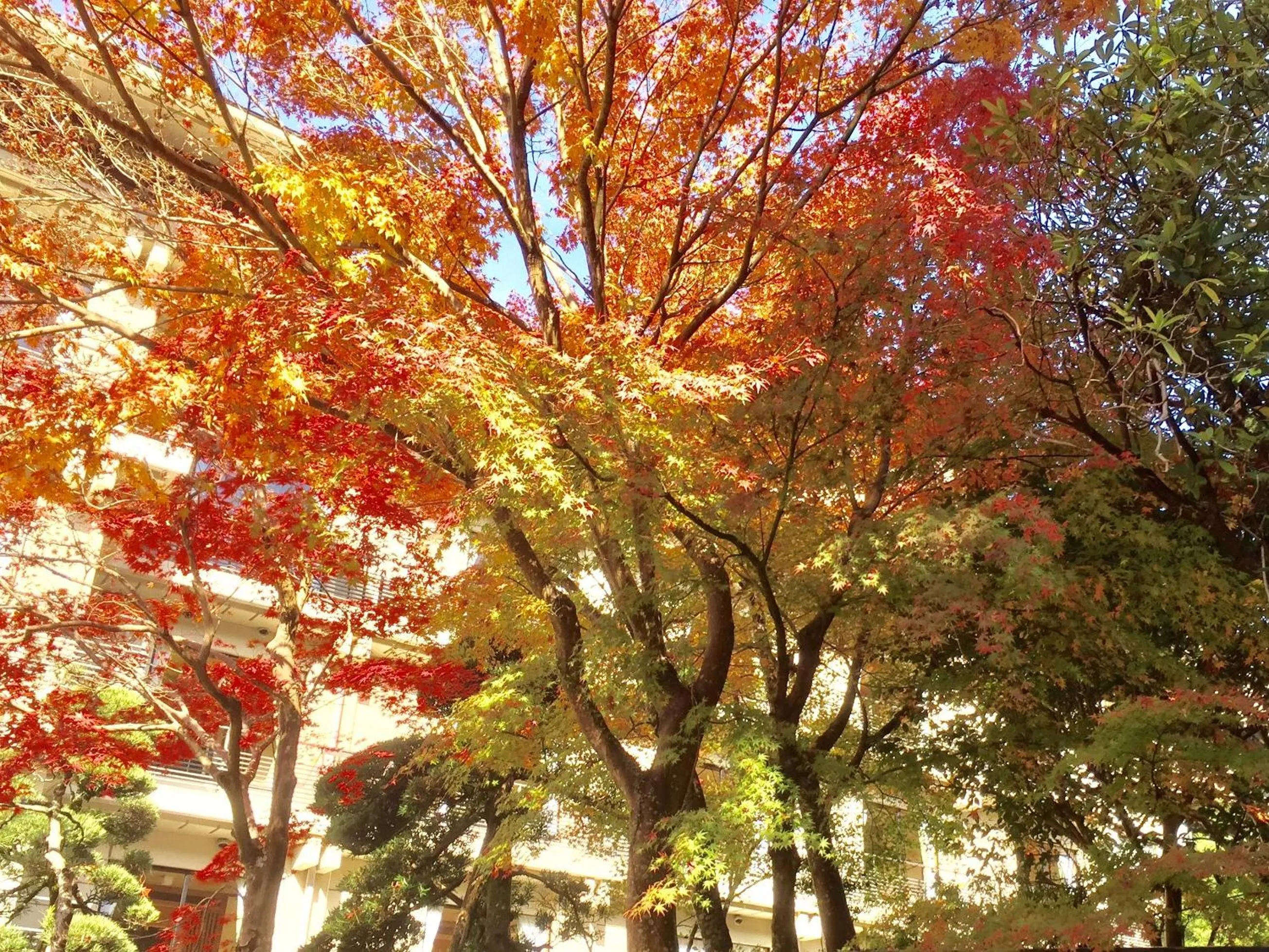 Shuzenji Onsen Katsuragawa
