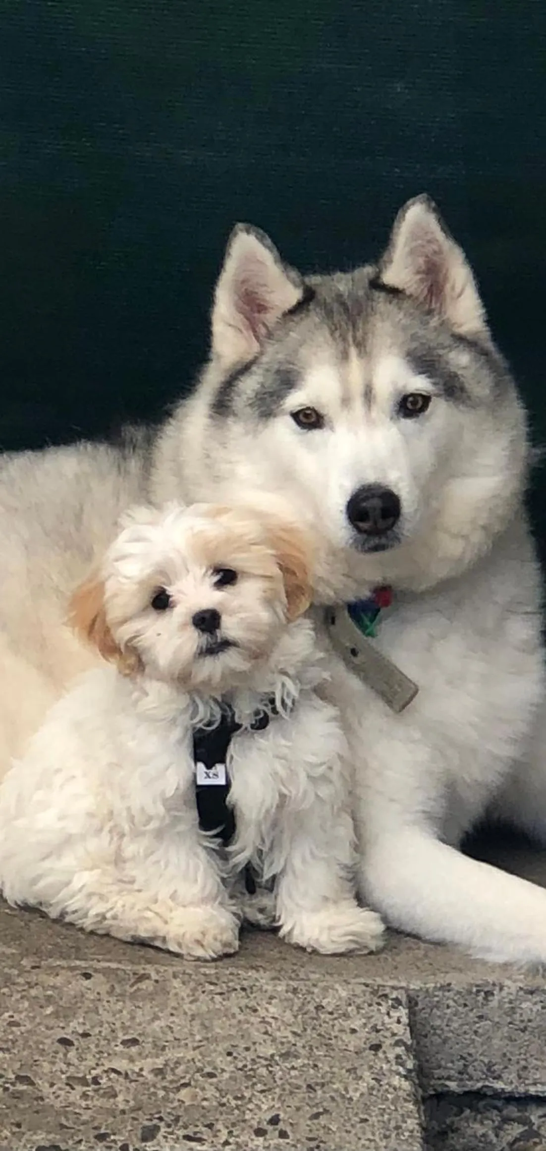 Pets in Buller Bridge Motel