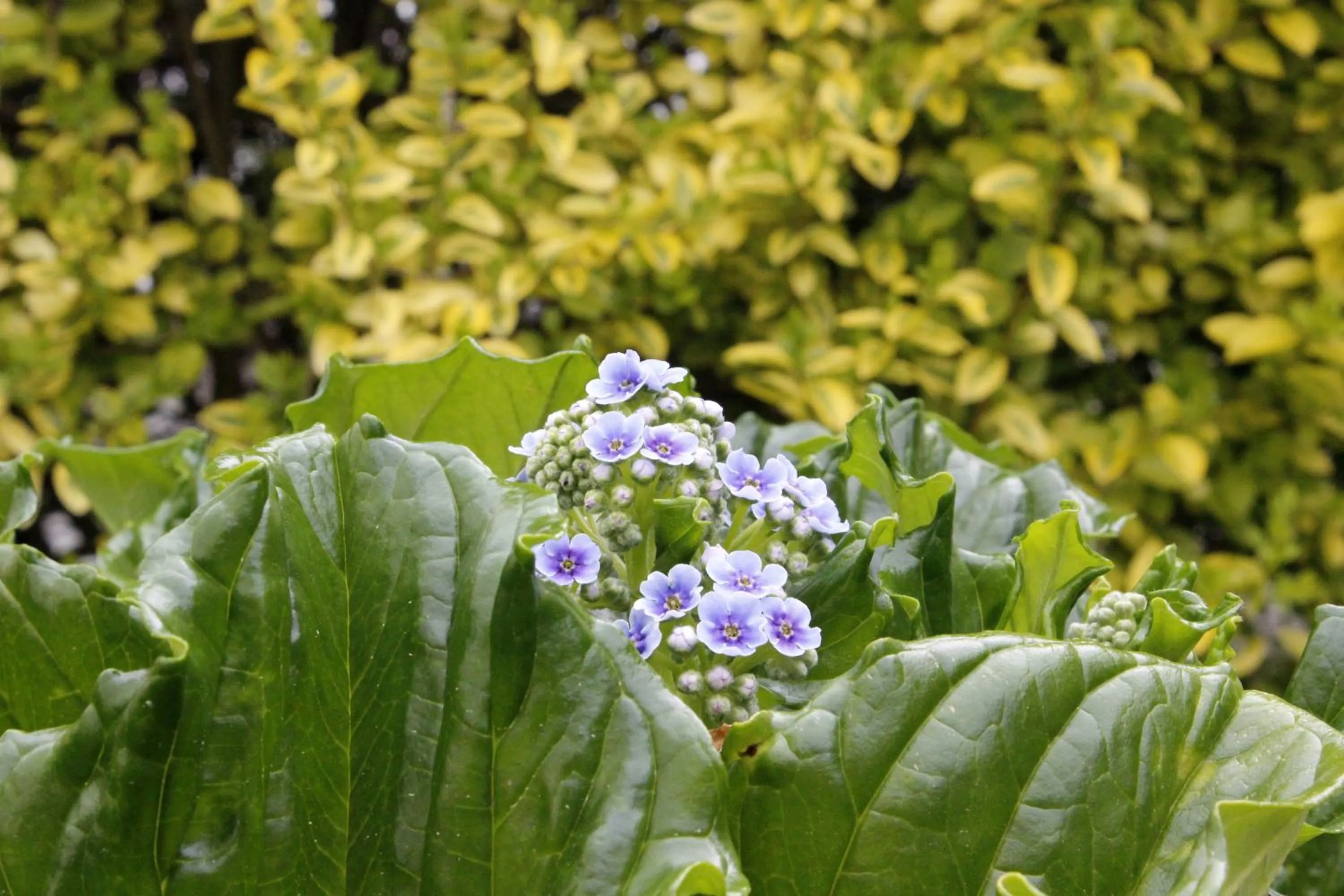 Garden in Colonial Motel
