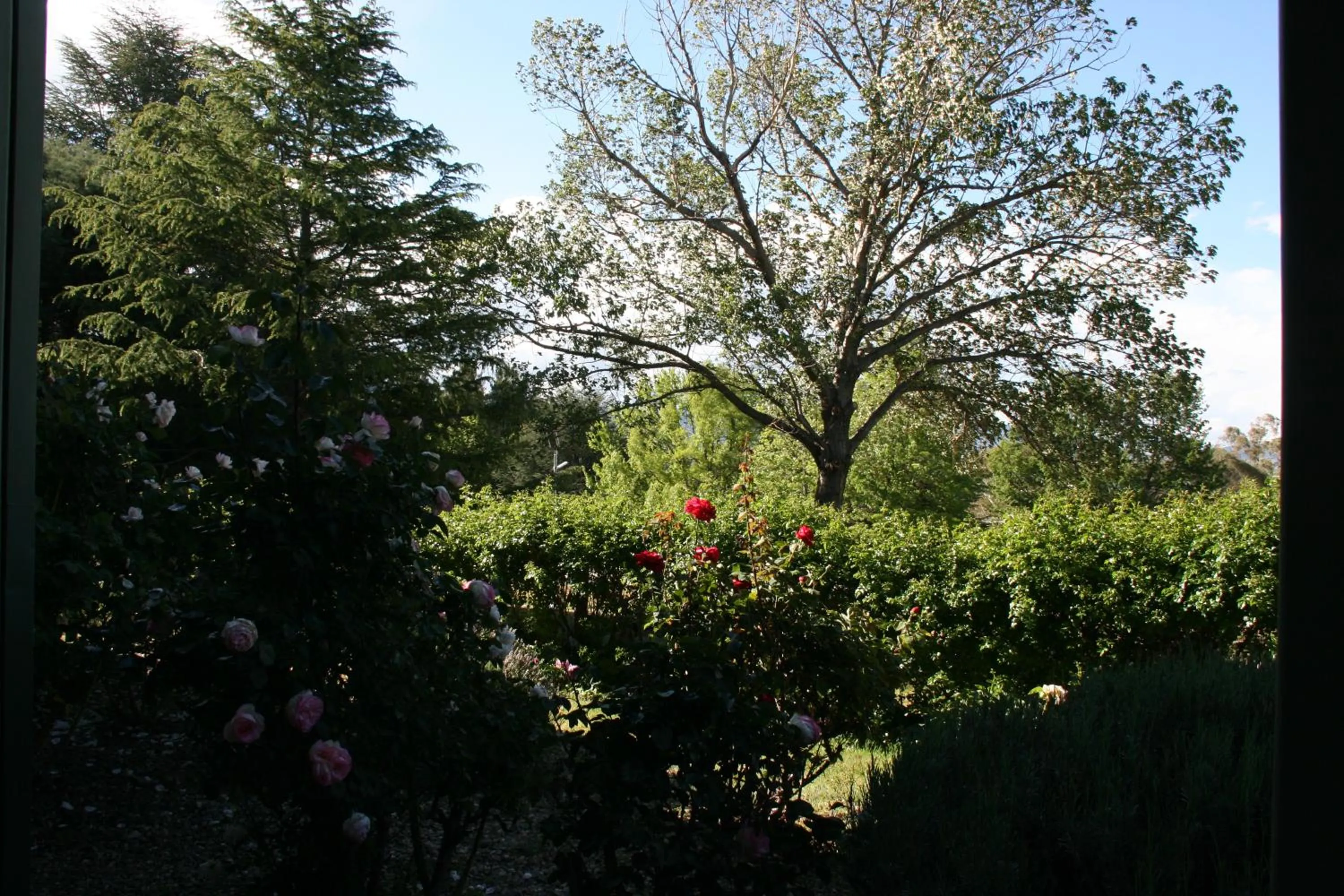 Garden in Jindy Inn