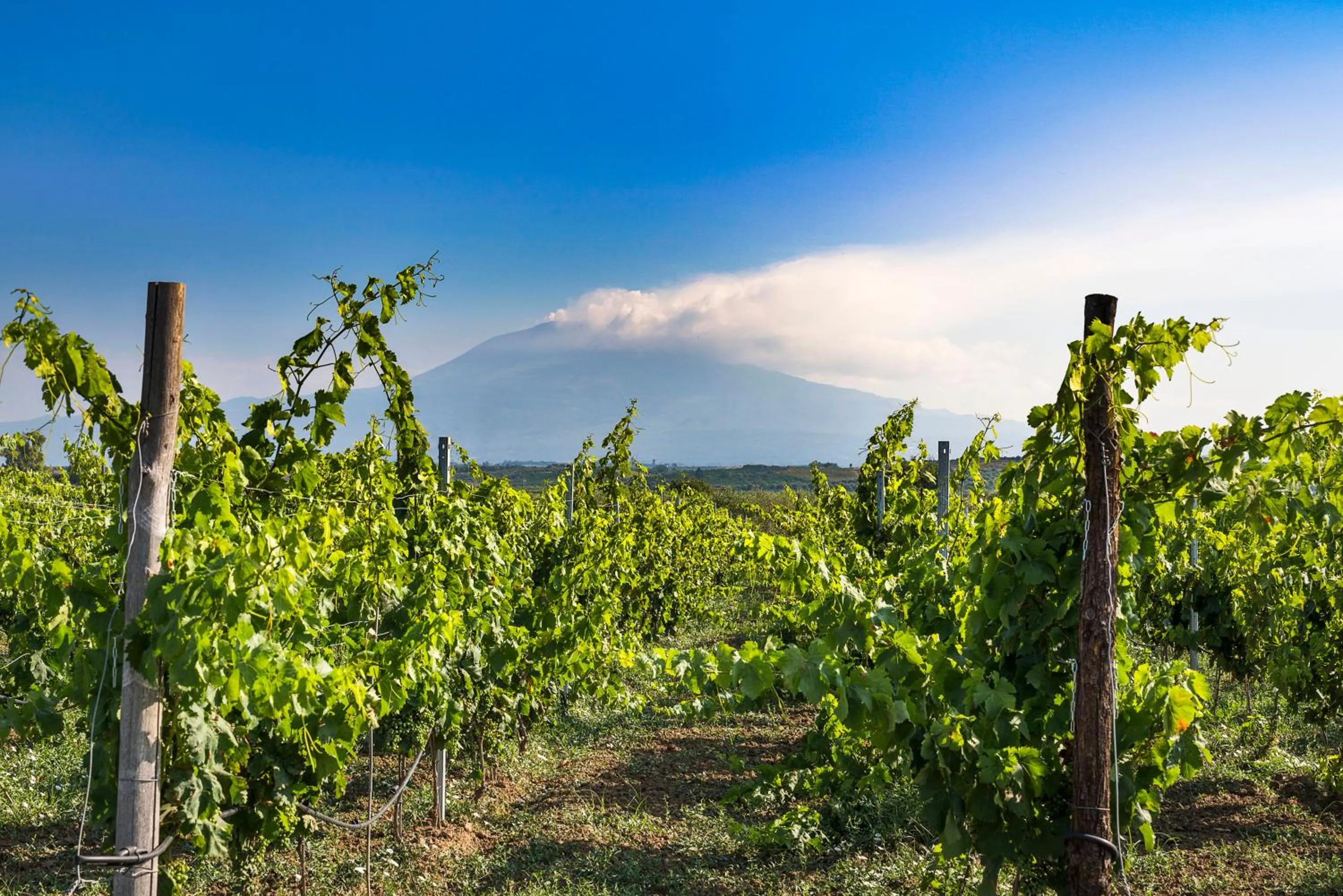 View (from property/room) in Nèroli Bio Relais