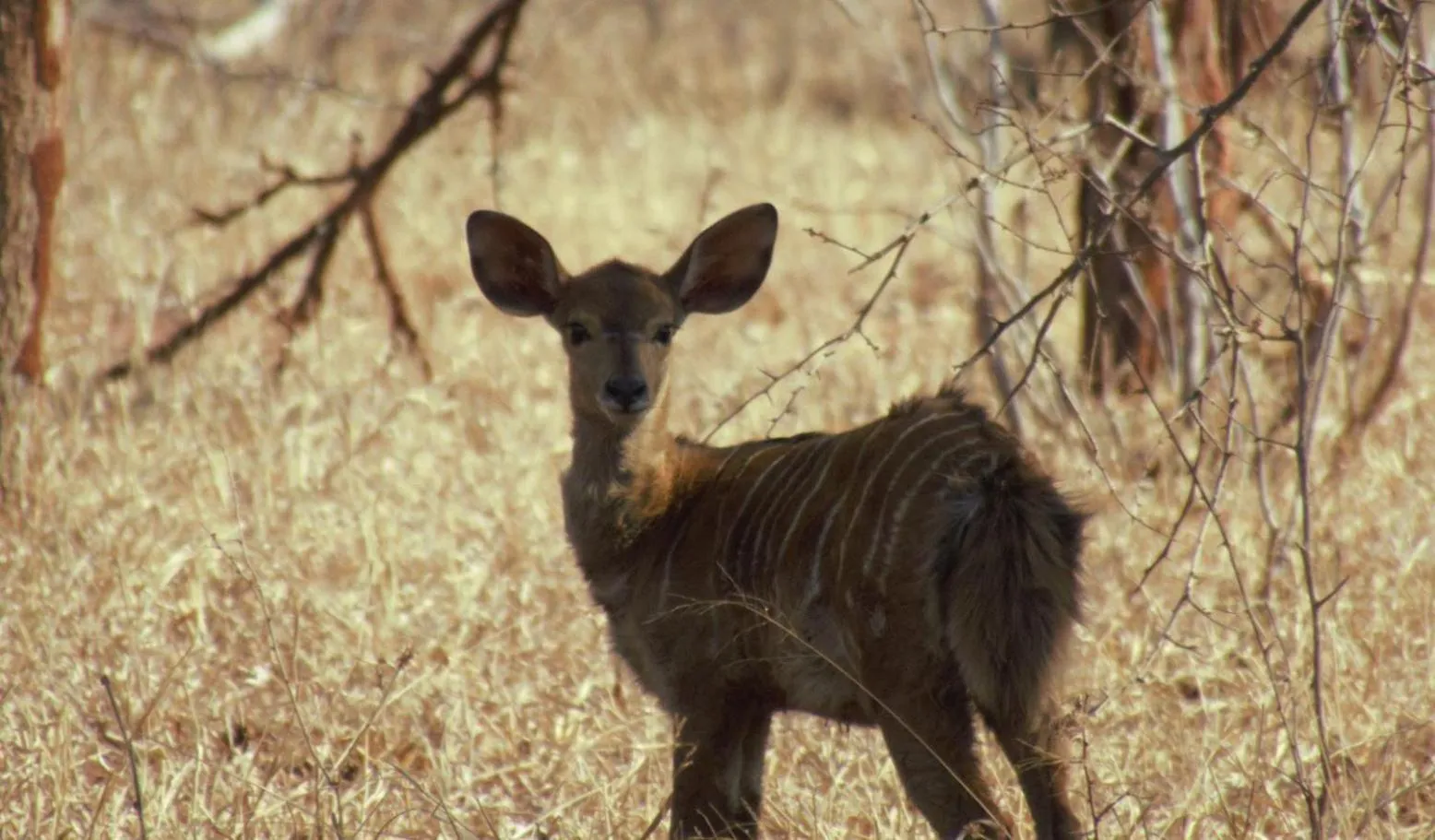 Property building in Kilima Private Game Reserve & Spa