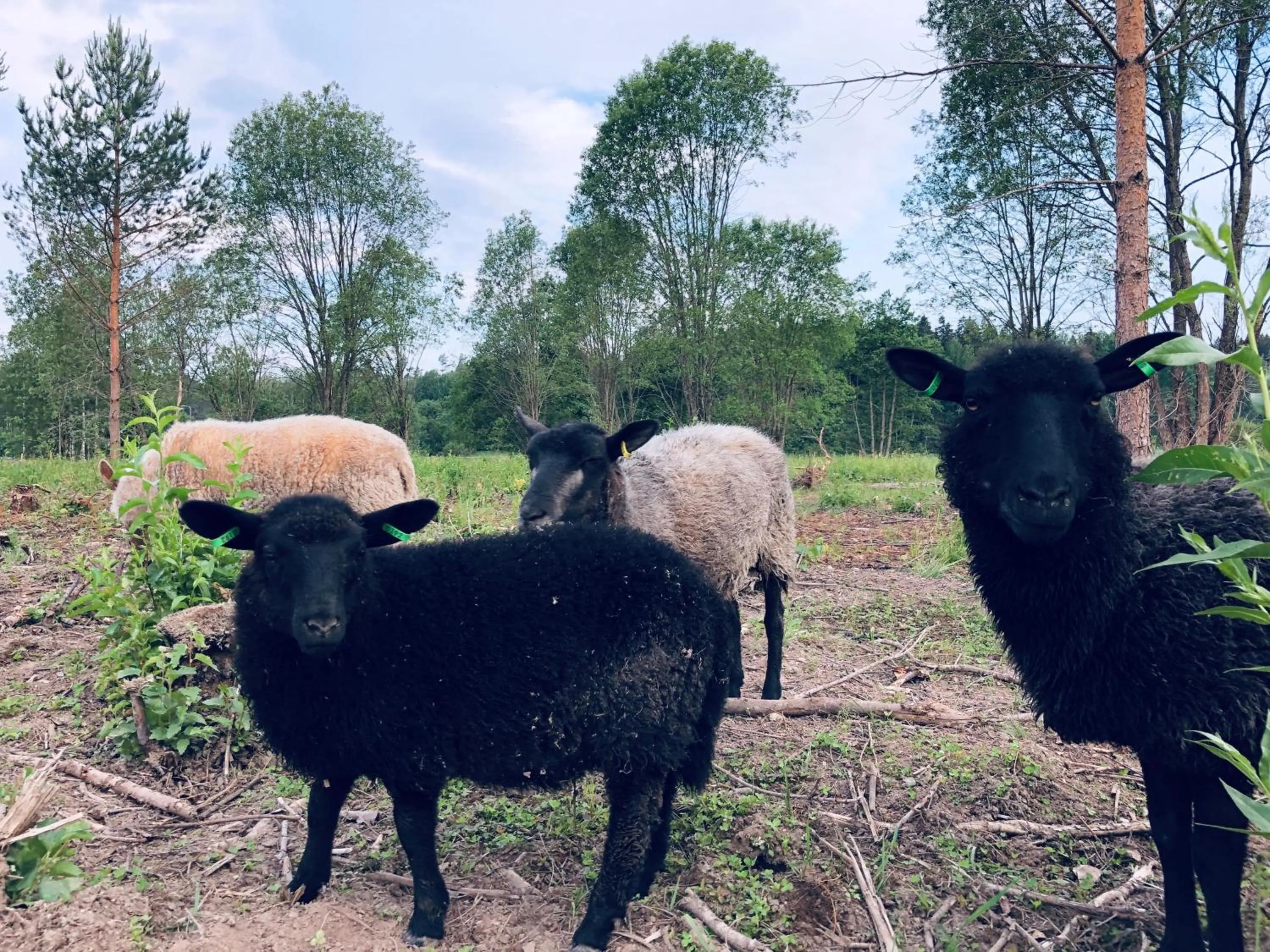 View (from property/room) in Backbyn Kartano