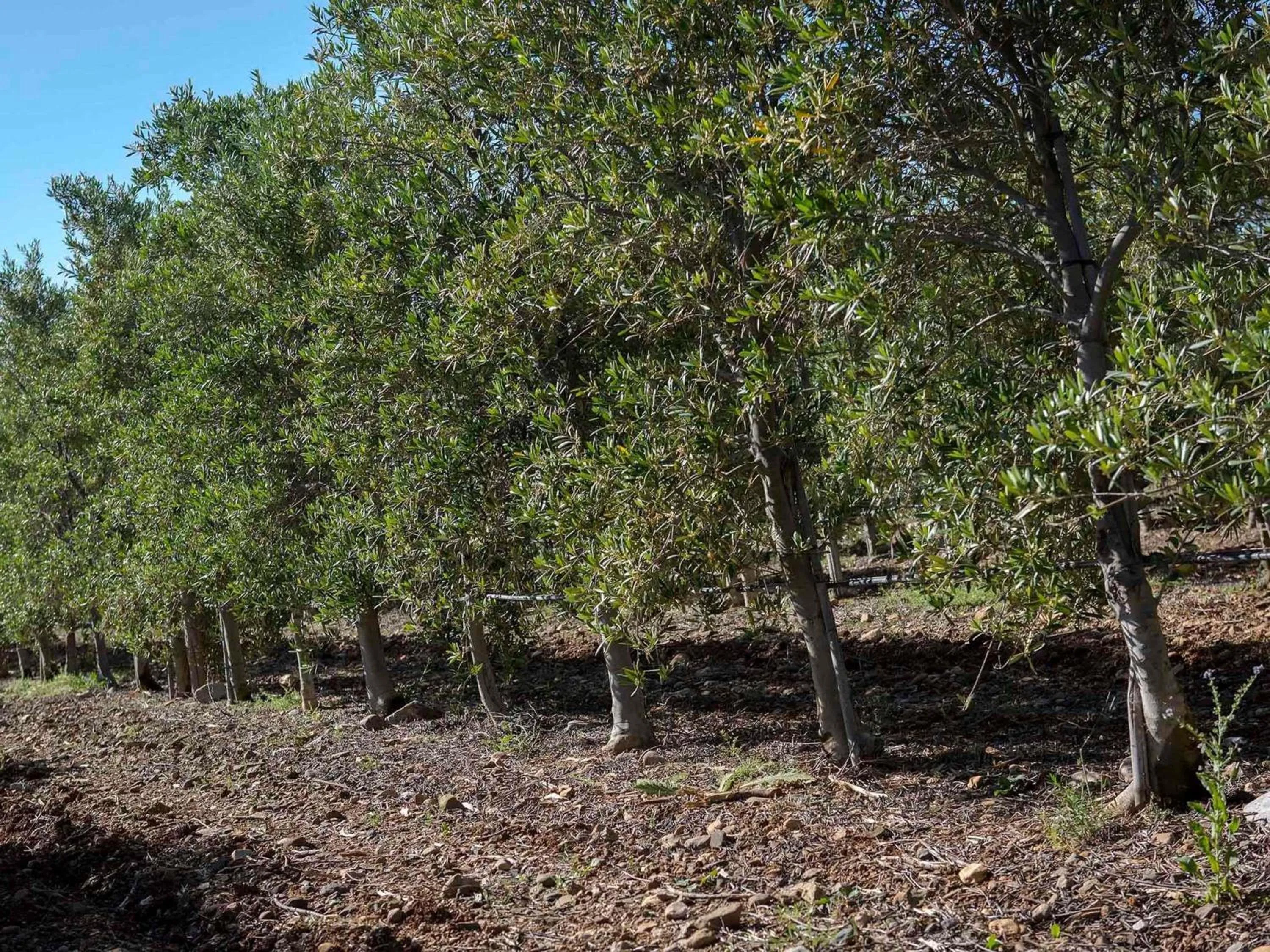 Other in Novotel Perpignan Nord Rivesaltes