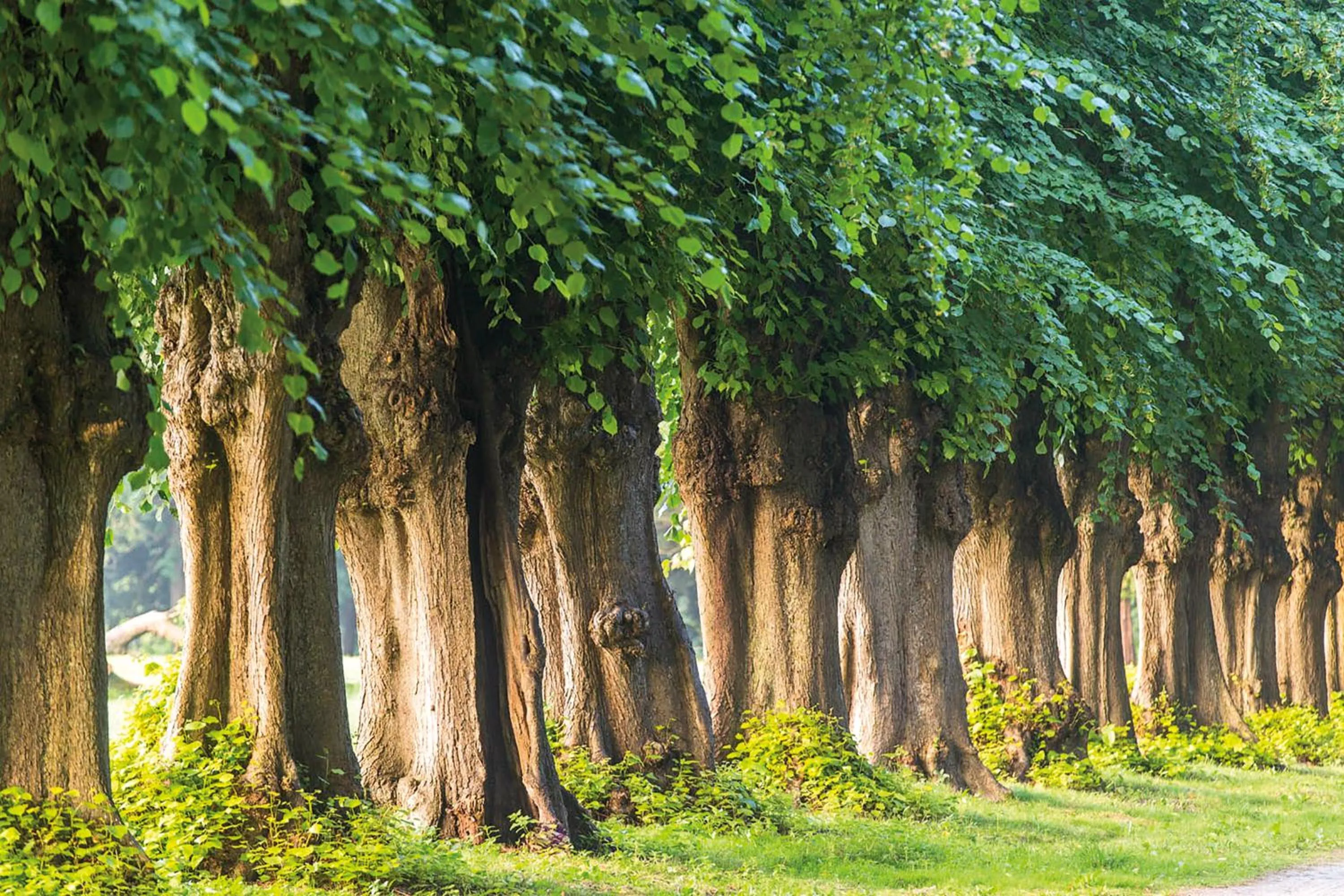 Natural landscape in Weissenhaus Private Nature Luxury Resort